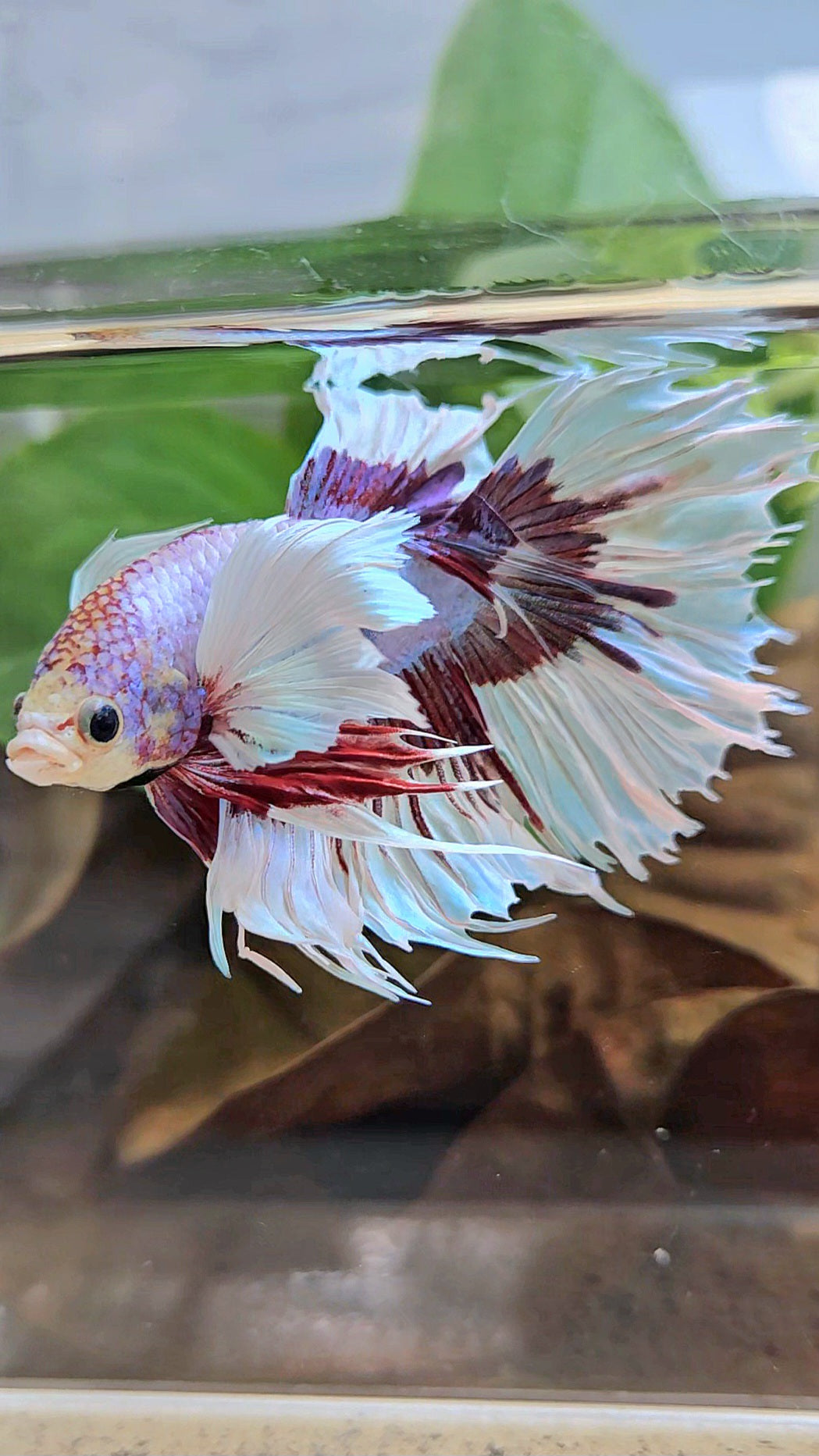 XL HALFSUN DUMBO EAR LAVENDER BUTTERFLY PURPLE BETTA FISH