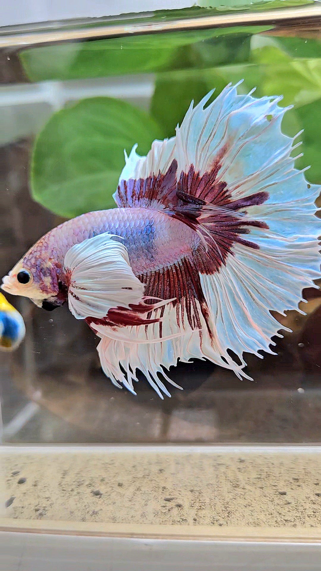 XL HALFSUN DUMBO EAR LAVENDER BUTTERFLY PURPLE BETTA FISH