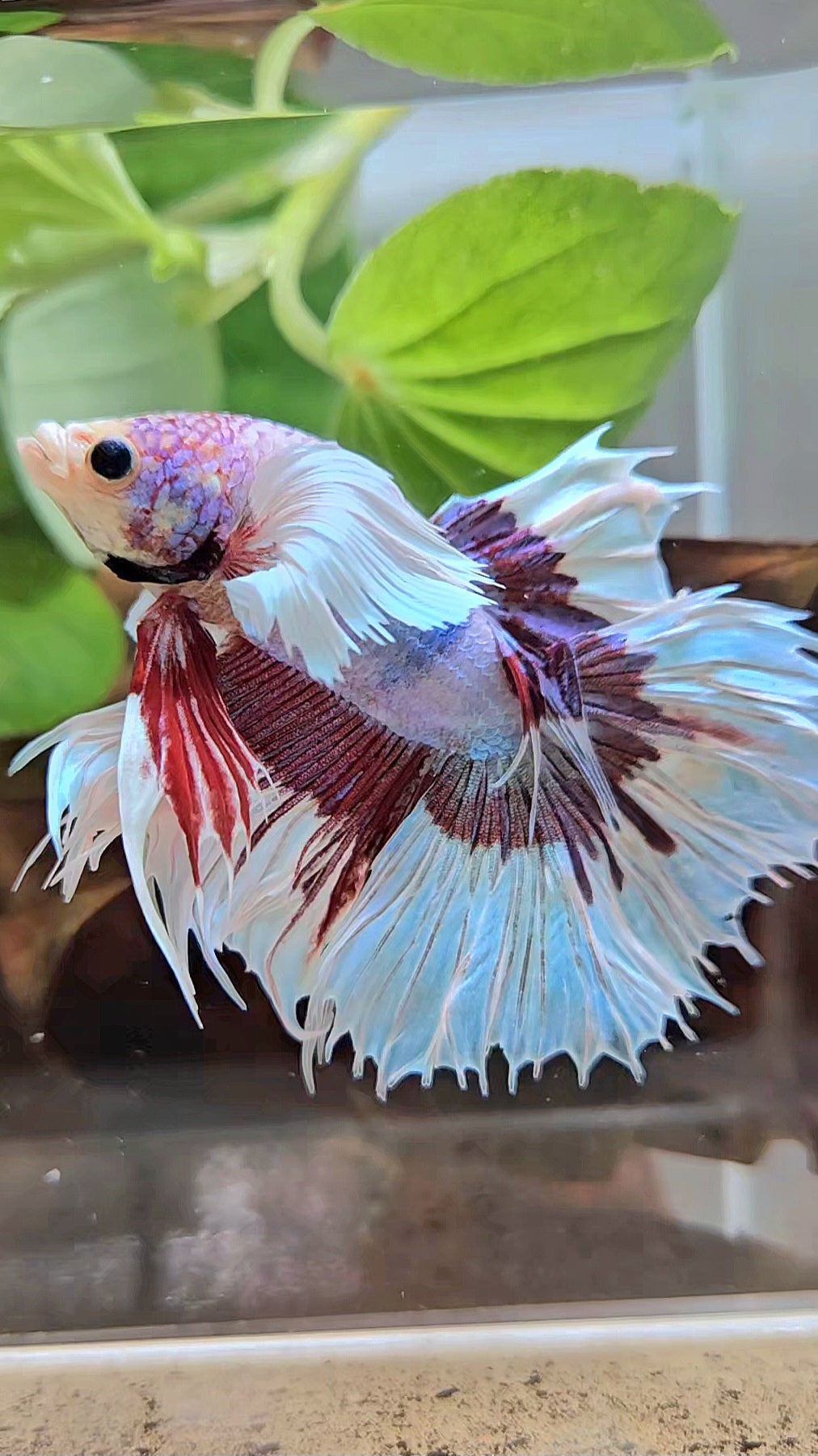 XL HALFSUN DUMBO EAR LAVENDER BUTTERFLY PURPLE BETTA FISH