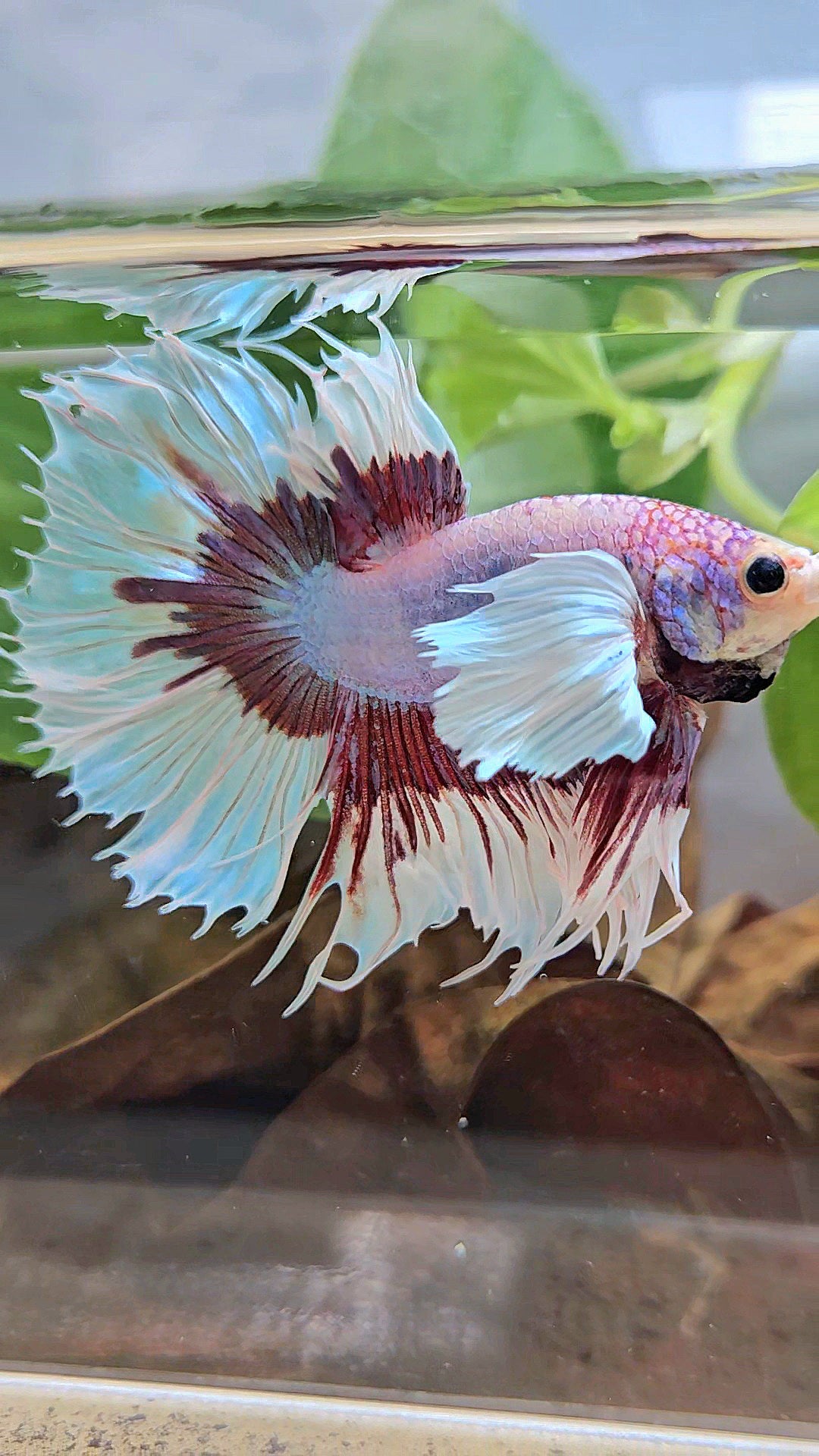 XL HALFSUN DUMBO EAR LAVENDER BUTTERFLY PURPLE BETTA FISH