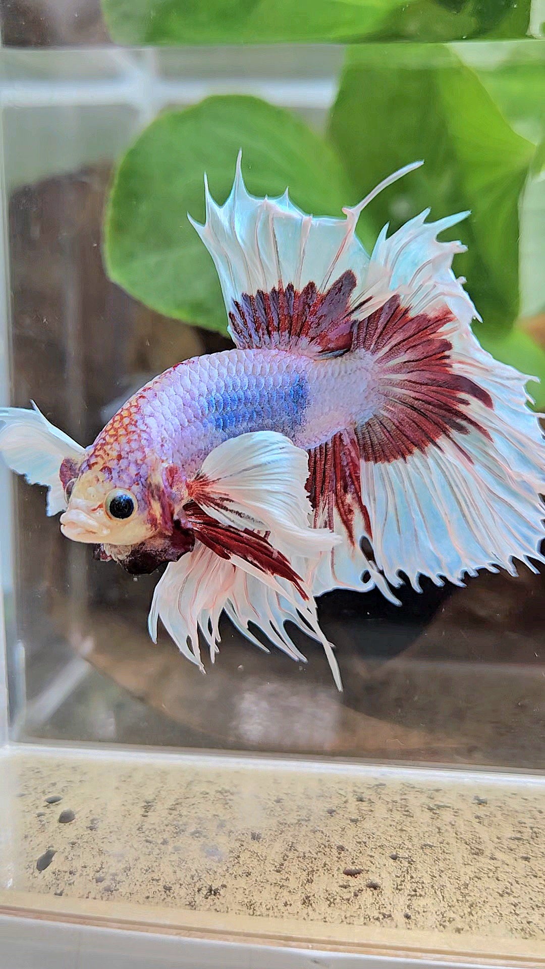 XL HALFSUN DUMBO EAR LAVENDER BUTTERFLY PURPLE BETTA FISH