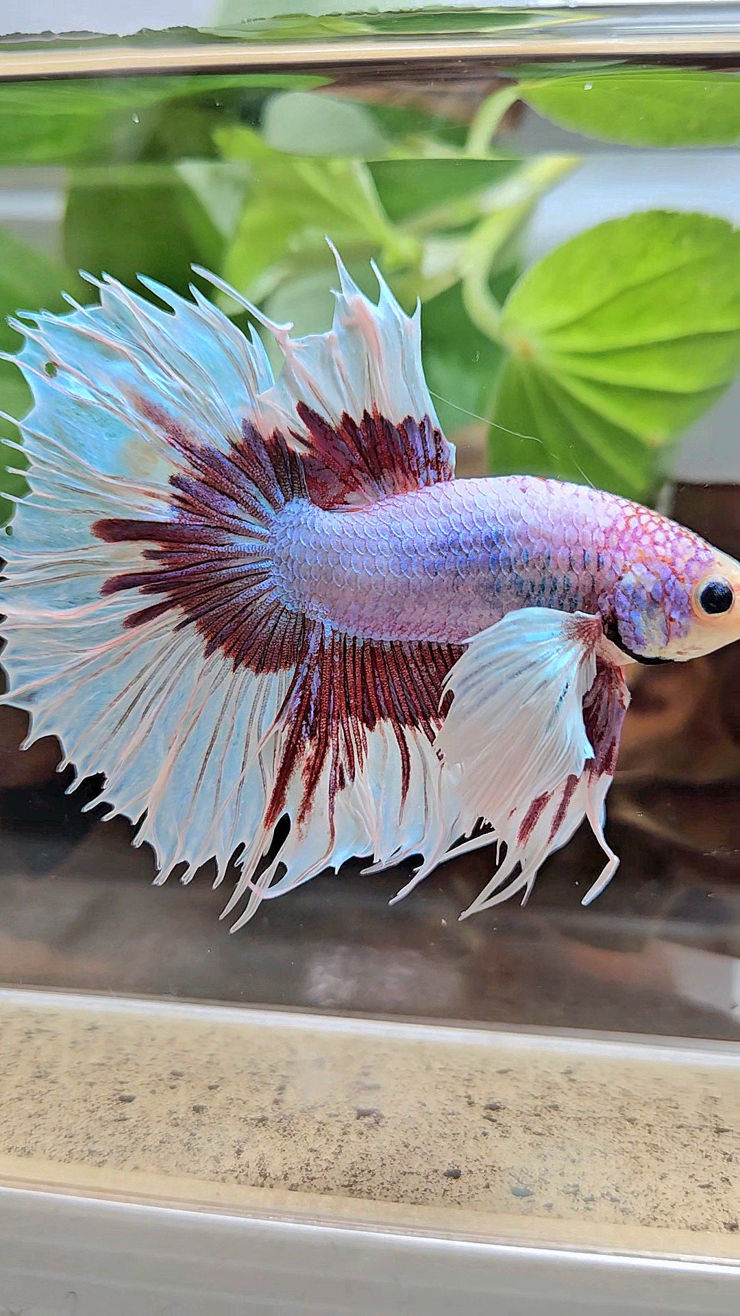 XL HALFSUN DUMBO EAR LAVENDER BUTTERFLY PURPLE BETTA FISH
