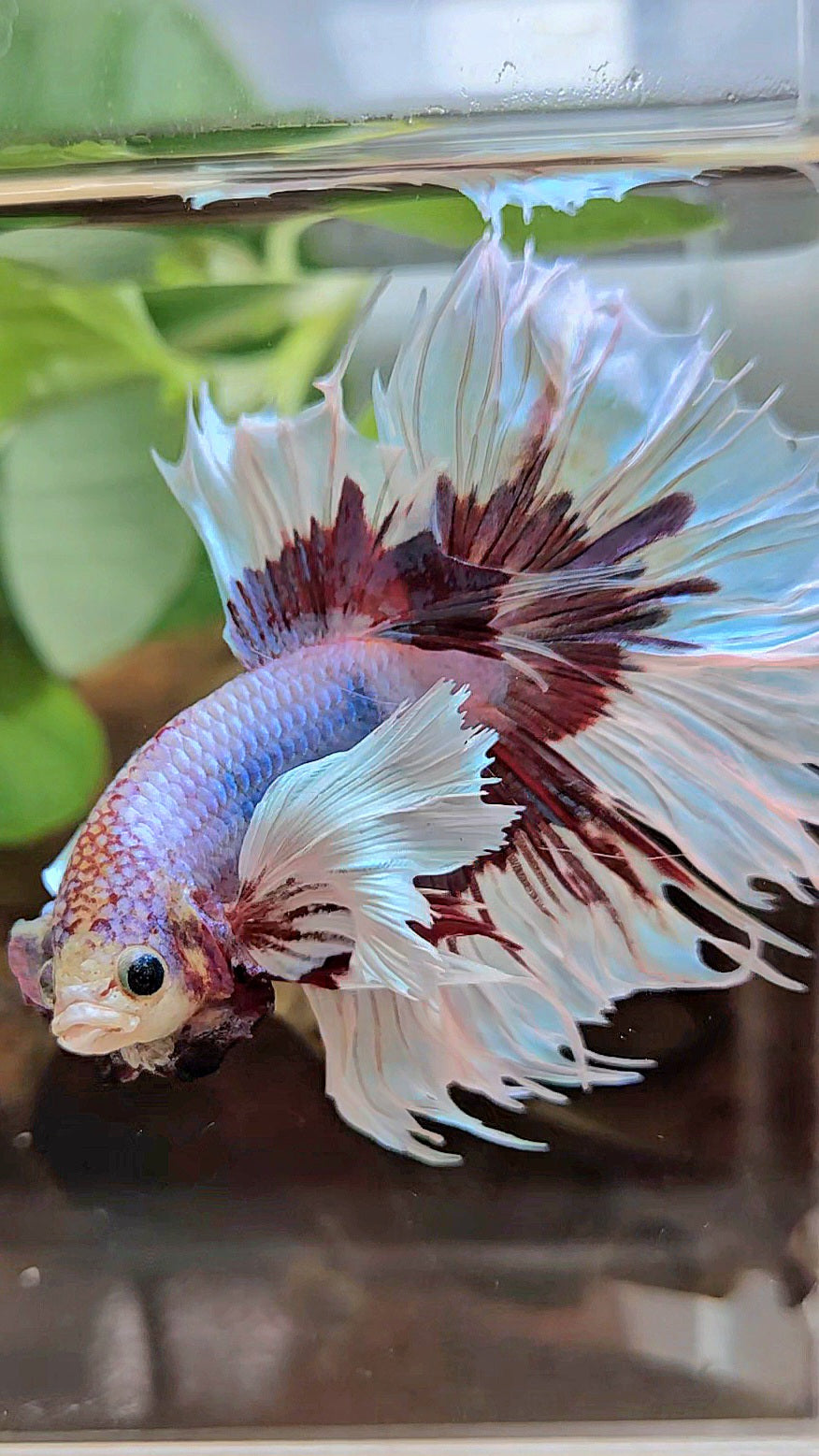 XL HALFSUN DUMBO EAR LAVENDER BUTTERFLY PURPLE BETTA FISH