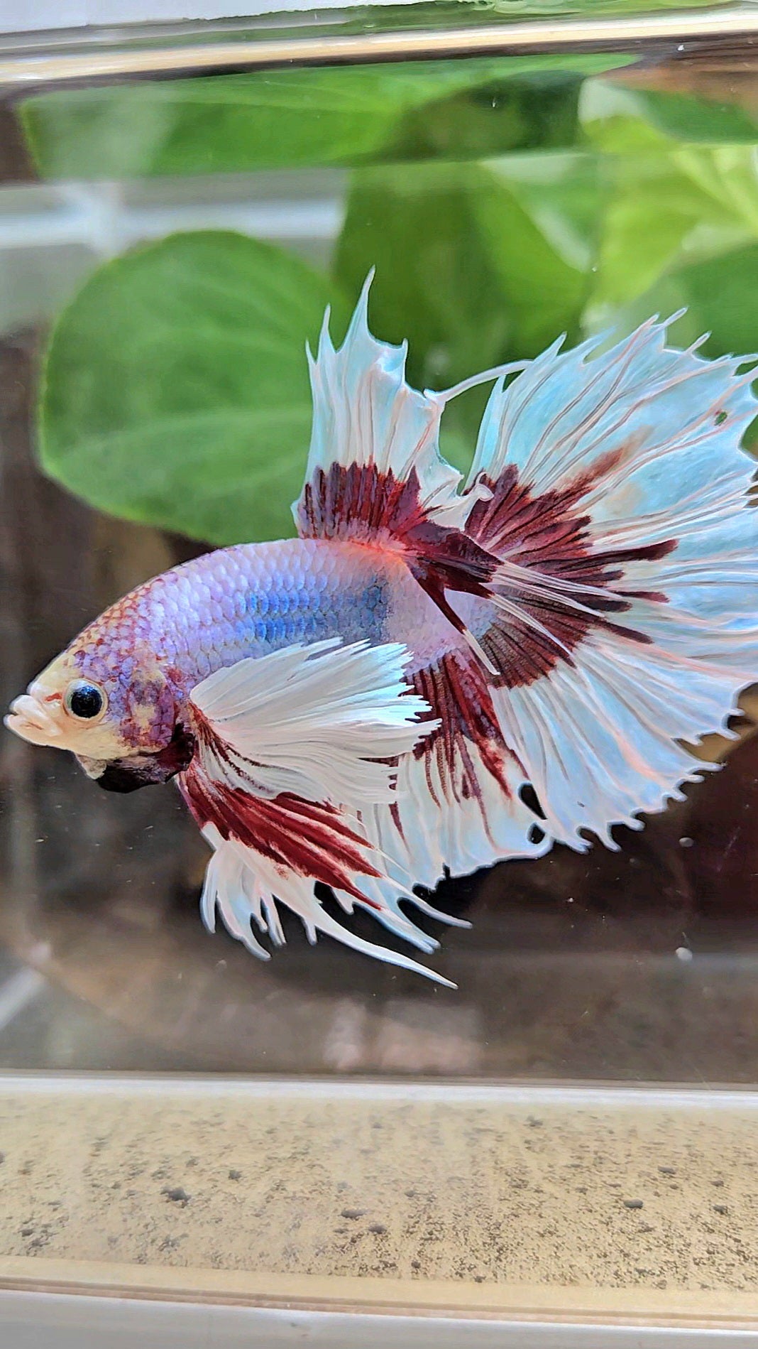 XL HALFSUN DUMBO EAR LAVENDER BUTTERFLY PURPLE BETTA FISH