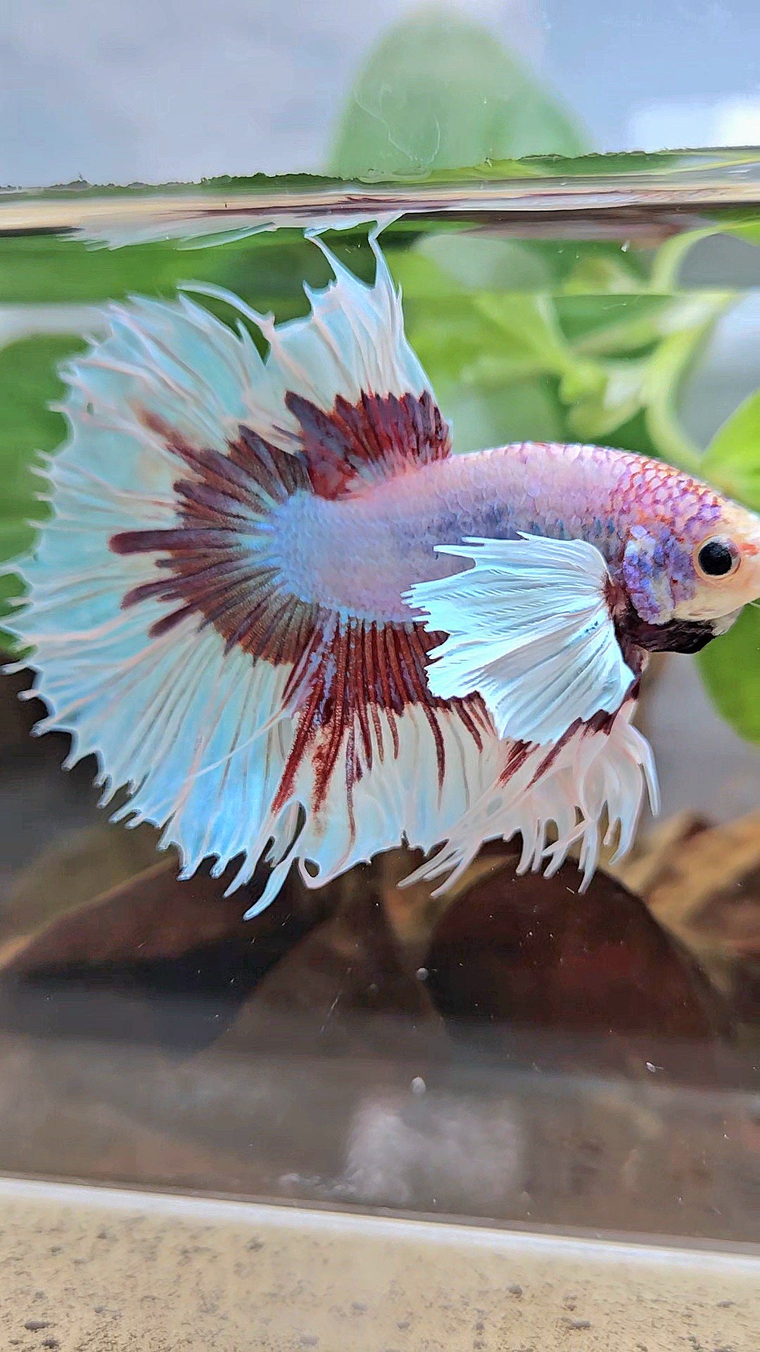 XL HALFSUN DUMBO EAR LAVENDER BUTTERFLY PURPLE BETTA FISH