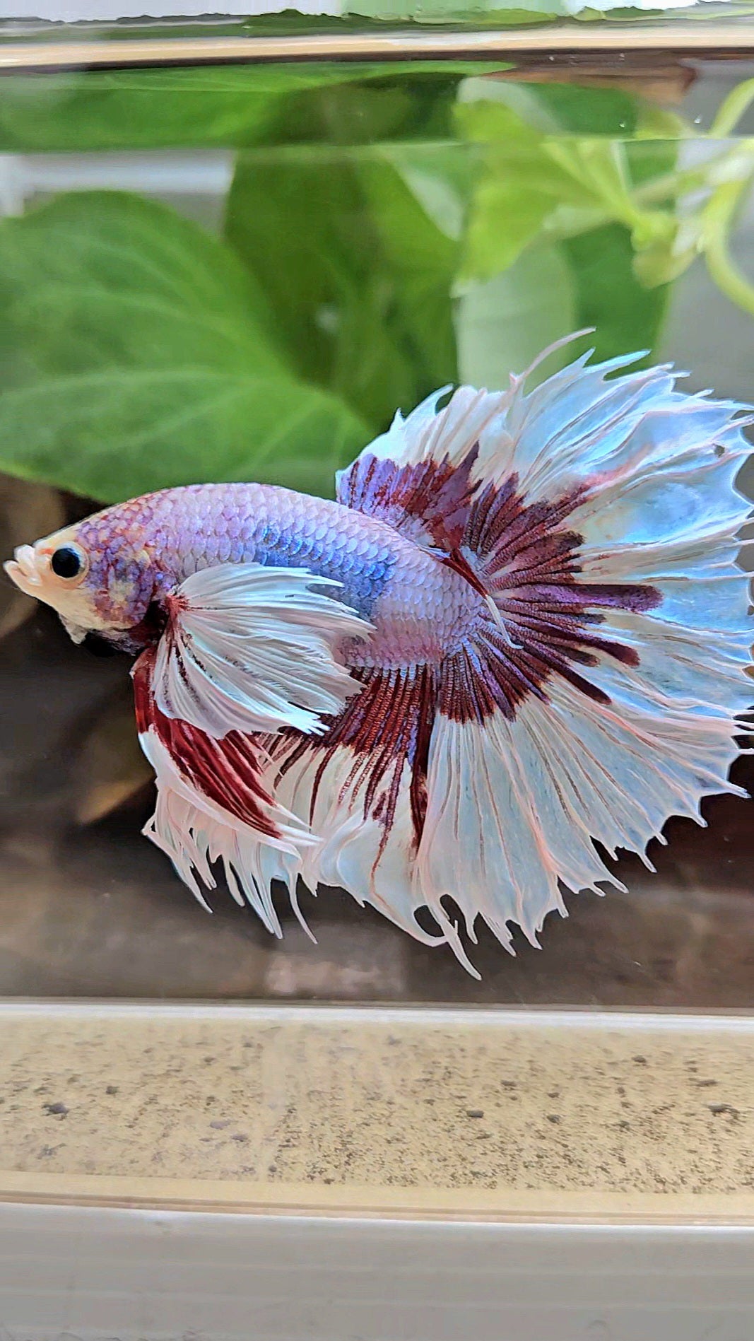 XL HALFSUN DUMBO EAR LAVENDER BUTTERFLY PURPLE BETTA FISH