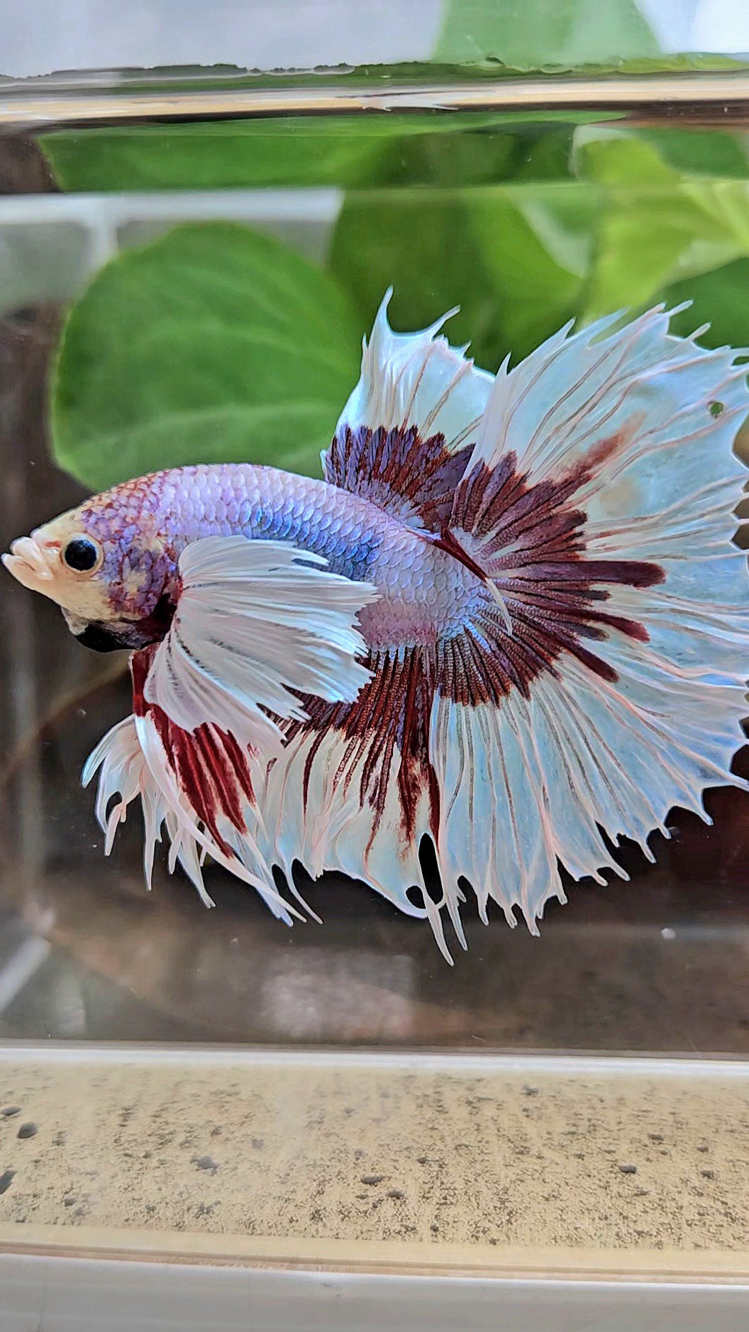 XL HALFSUN DUMBO EAR LAVENDER BUTTERFLY PURPLE BETTA FISH