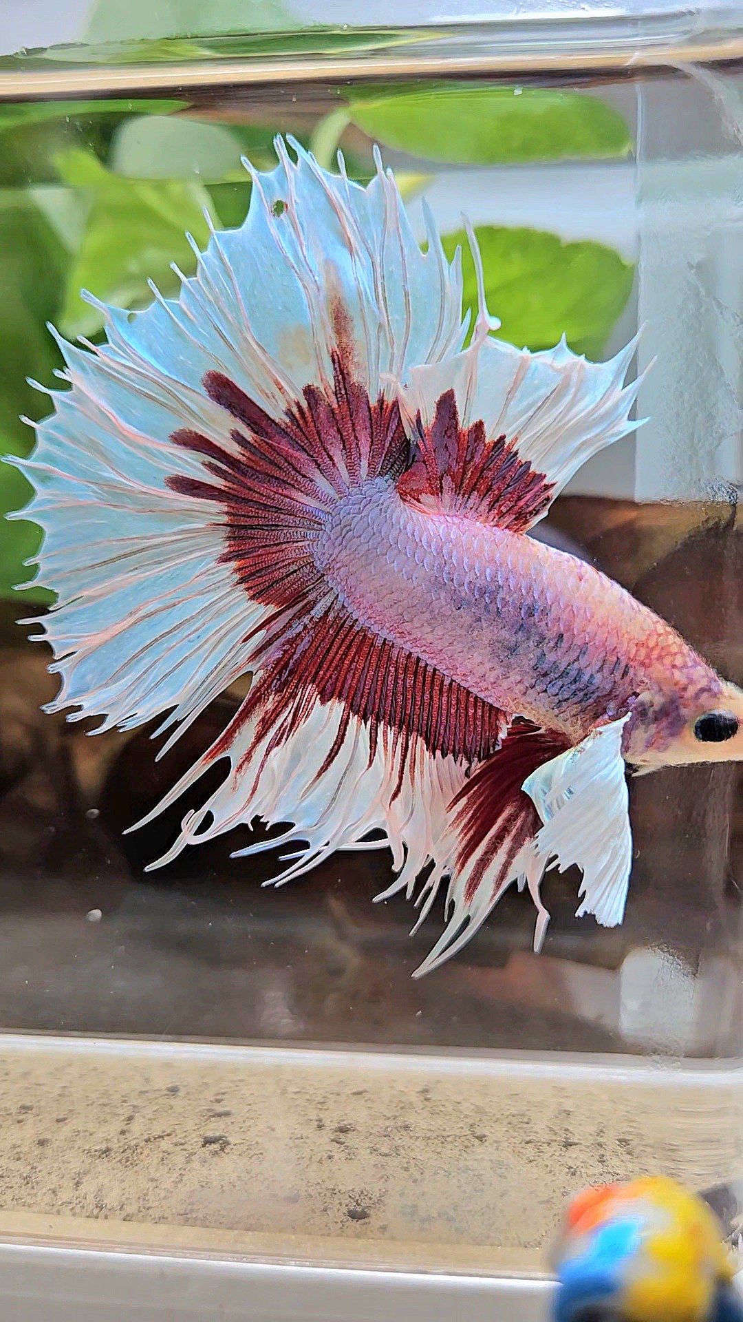 XL HALFSUN DUMBO EAR LAVENDER BUTTERFLY PURPLE BETTA FISH