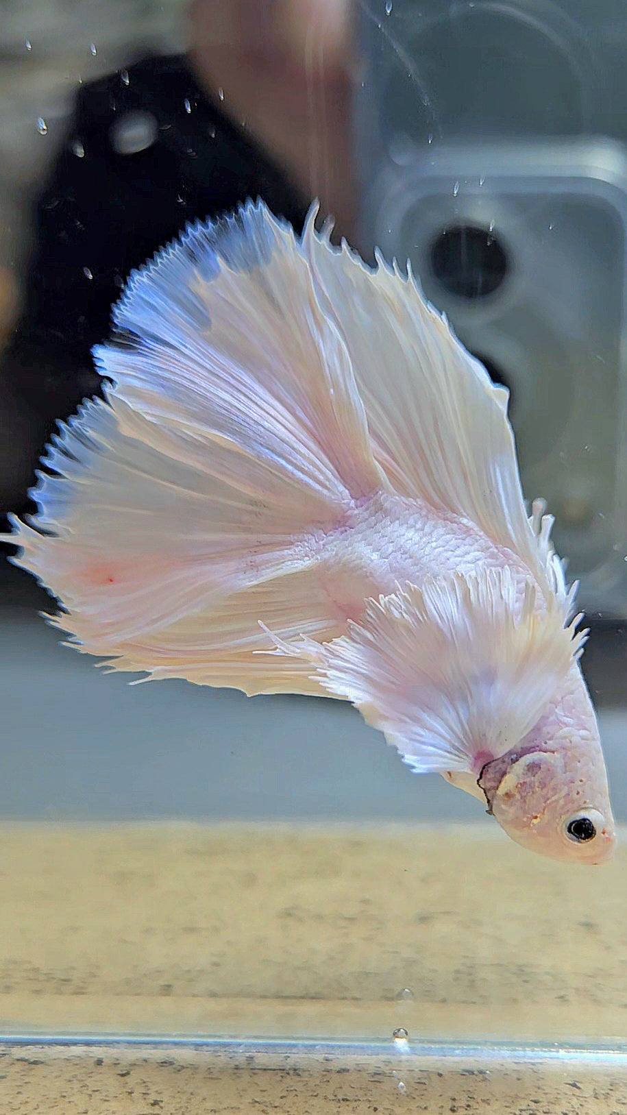 BONSAI HALFMOON DUMBO EAR DOUBLE TAIL WHITE PLATINUM BETTA FISH