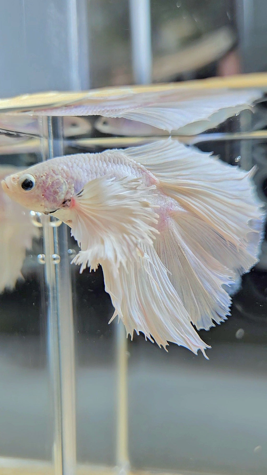 BONSAI HALFMOON DUMBO EAR DOUBLE TAIL WHITE PLATINUM BETTA FISH