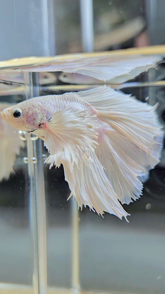 BONSAI HALFMOON DUMBO EAR DOUBLE TAIL WHITE PLATINUM BETTA FISH