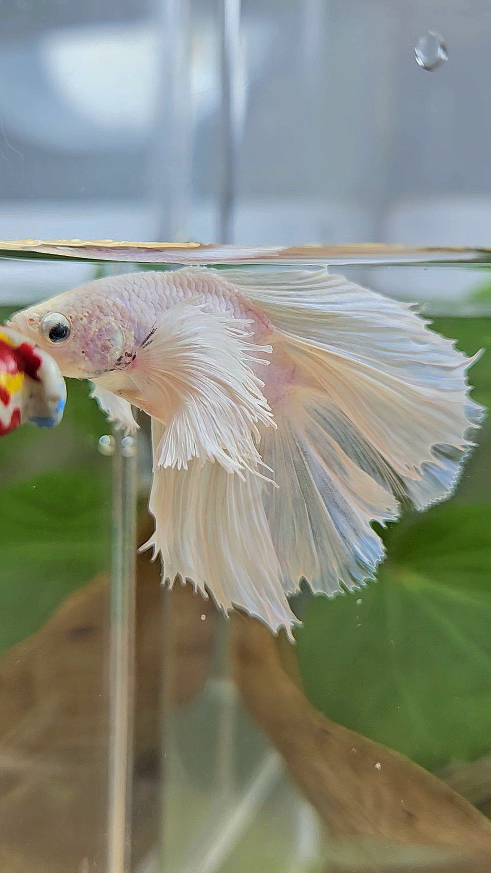 BONSAI HALFMOON DUMBO EAR DOUBLE TAIL WHITE PLATINUM BETTA FISH