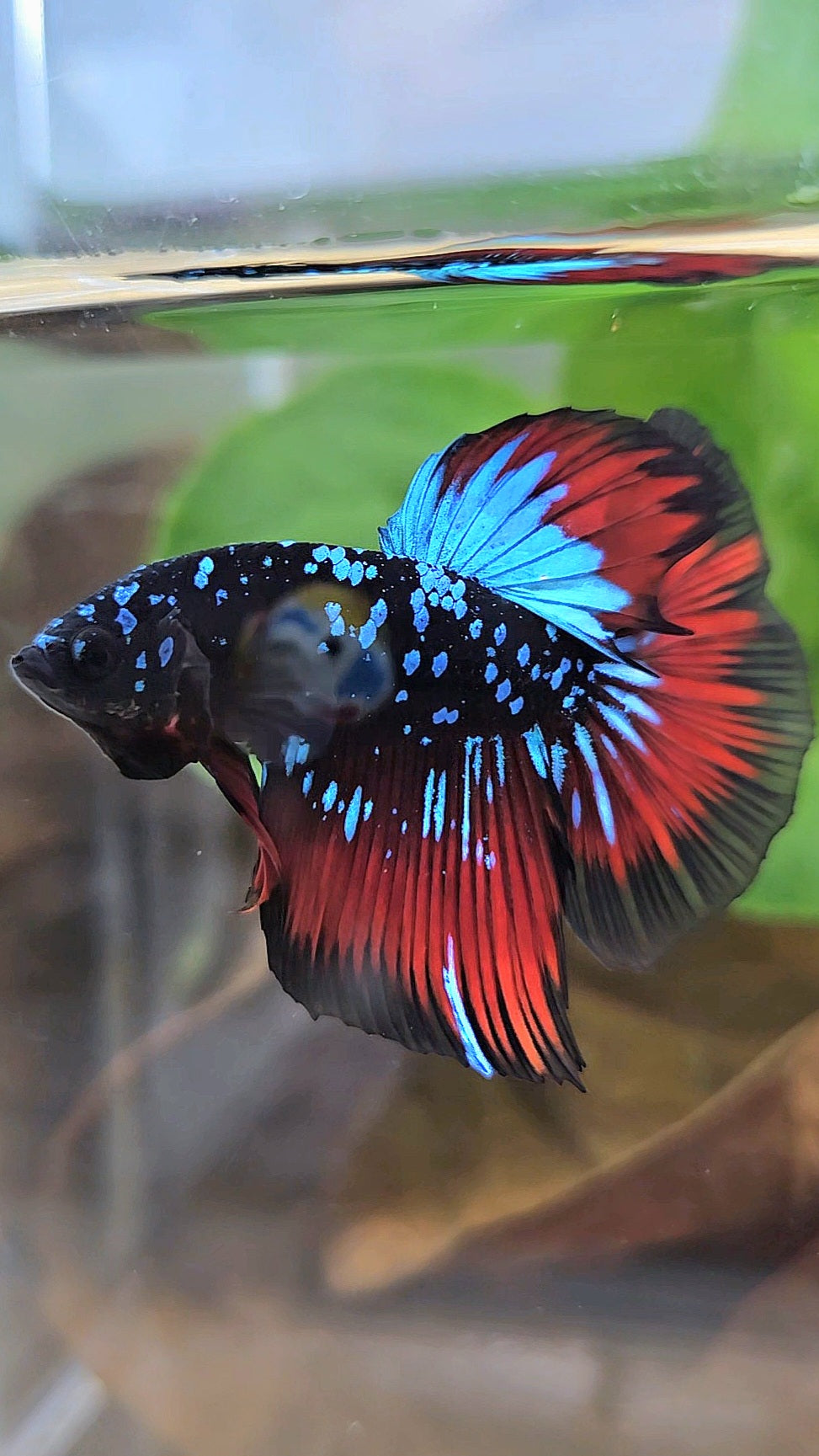 HALFMOON BLACKSTAR GALAXY BLUE AVATAR RED VAMPIRE BETTA FISH