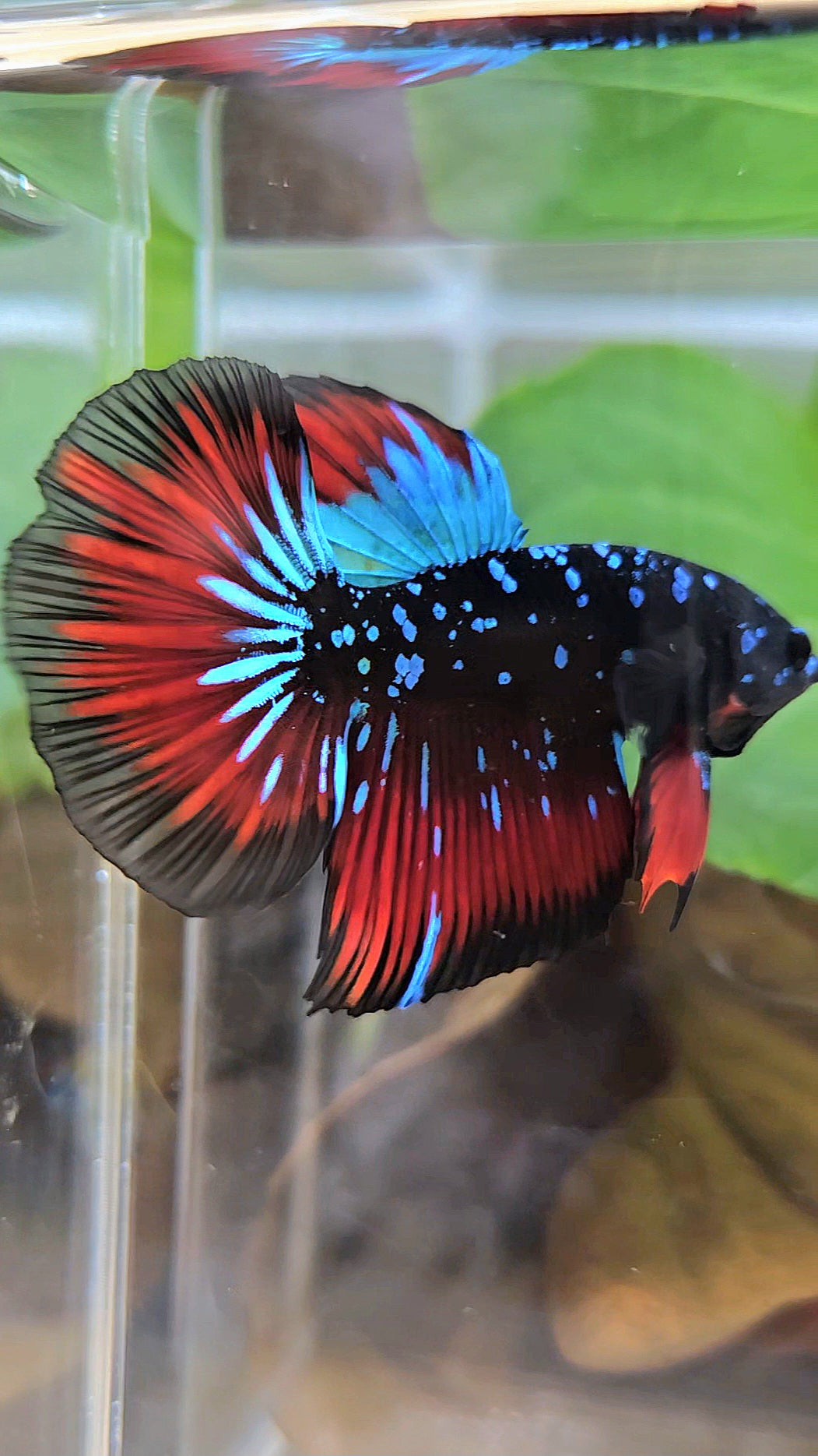 HALFMOON BLACKSTAR GALAXY BLUE AVATAR RED VAMPIRE BETTA FISH