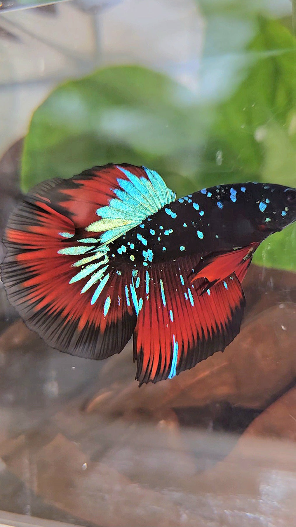HALFMOON BLACKSTAR GALAXY BLUE AVATAR RED VAMPIRE BETTA FISH