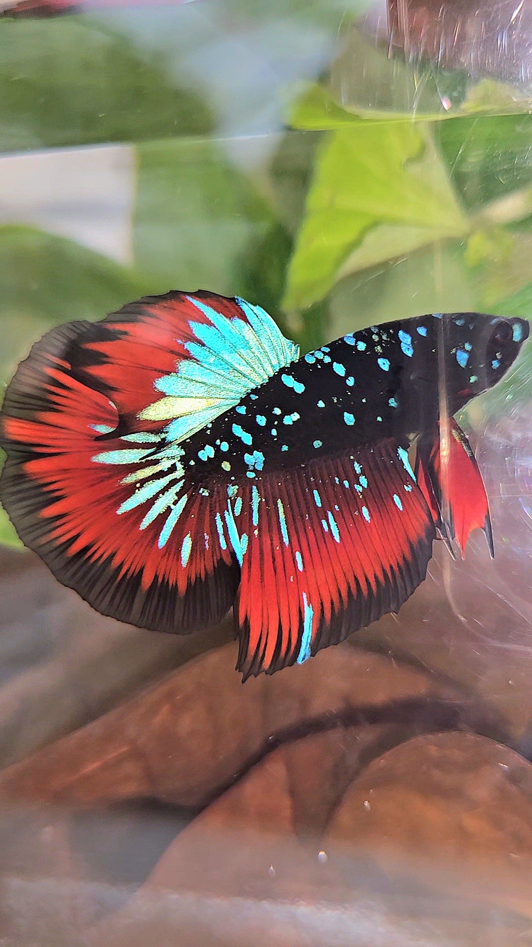 HALFMOON BLACKSTAR GALAXY BLUE AVATAR RED VAMPIRE BETTA FISH