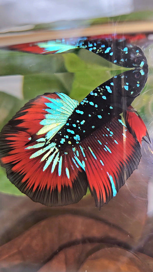 HALFMOON BLACKSTAR GALAXY BLUE AVATAR RED VAMPIRE BETTA FISH