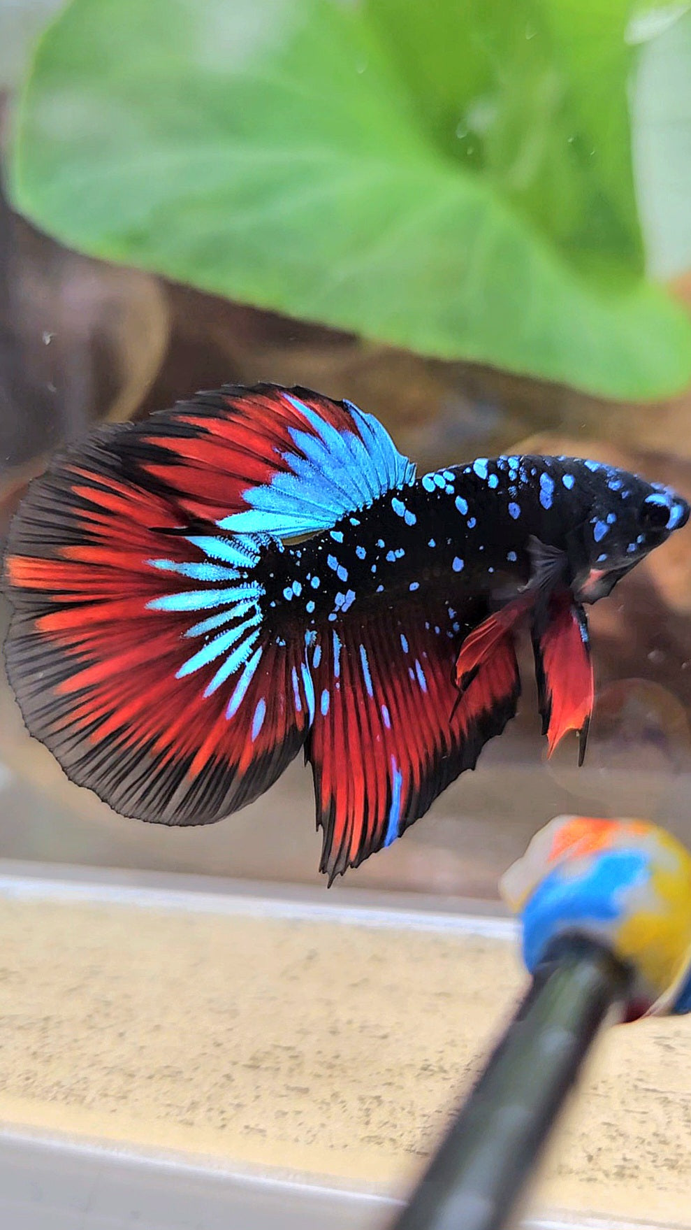 HALFMOON BLACKSTAR GALAXY BLUE AVATAR RED VAMPIRE BETTA FISH