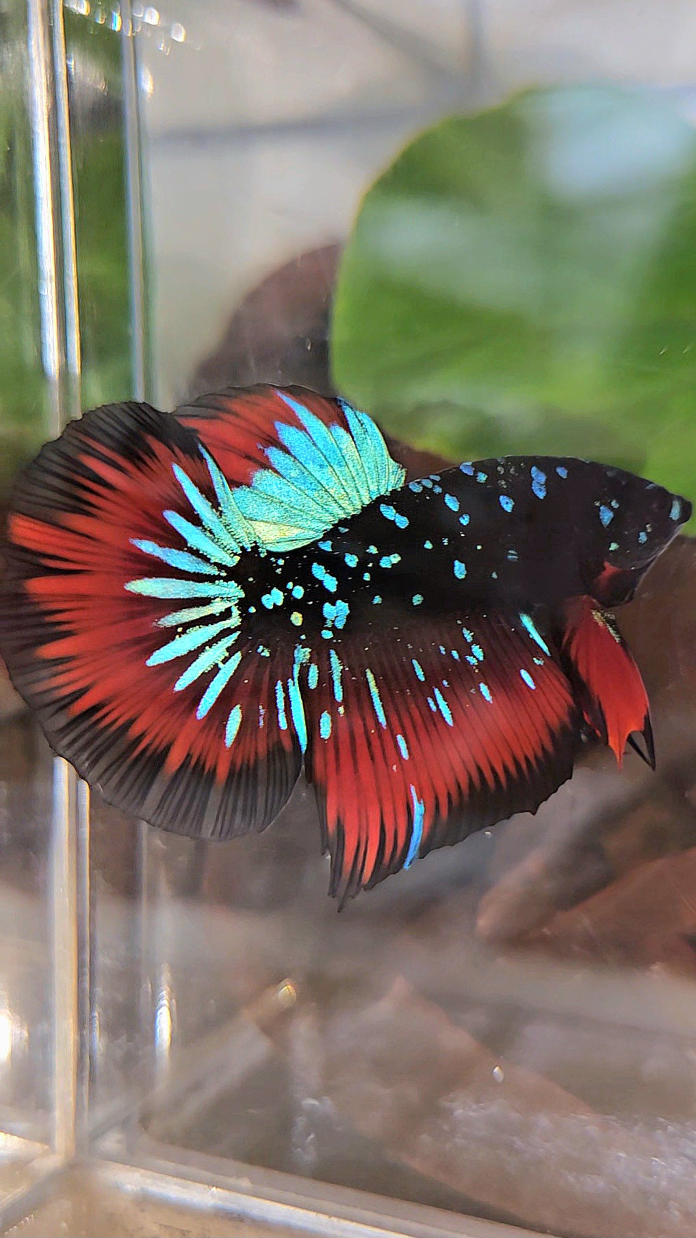 HALFMOON BLACKSTAR GALAXY BLUE AVATAR RED VAMPIRE BETTA FISH
