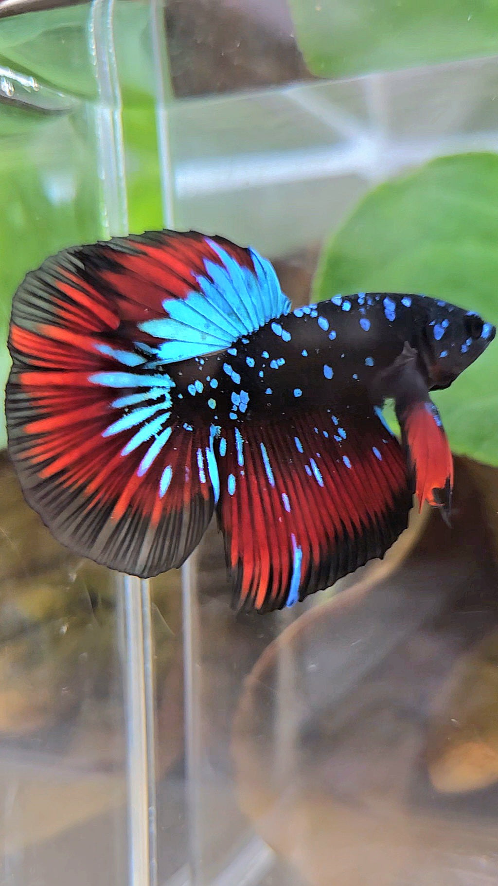 HALFMOON BLACKSTAR GALAXY BLUE AVATAR RED VAMPIRE BETTA FISH