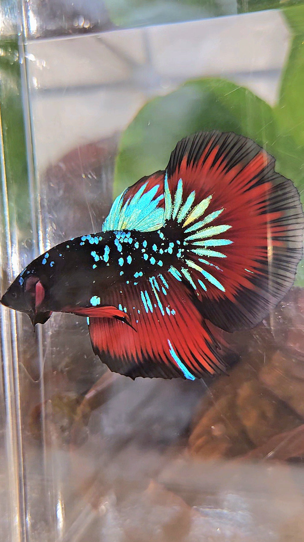 HALFMOON BLACKSTAR GALAXY BLUE AVATAR RED VAMPIRE BETTA FISH