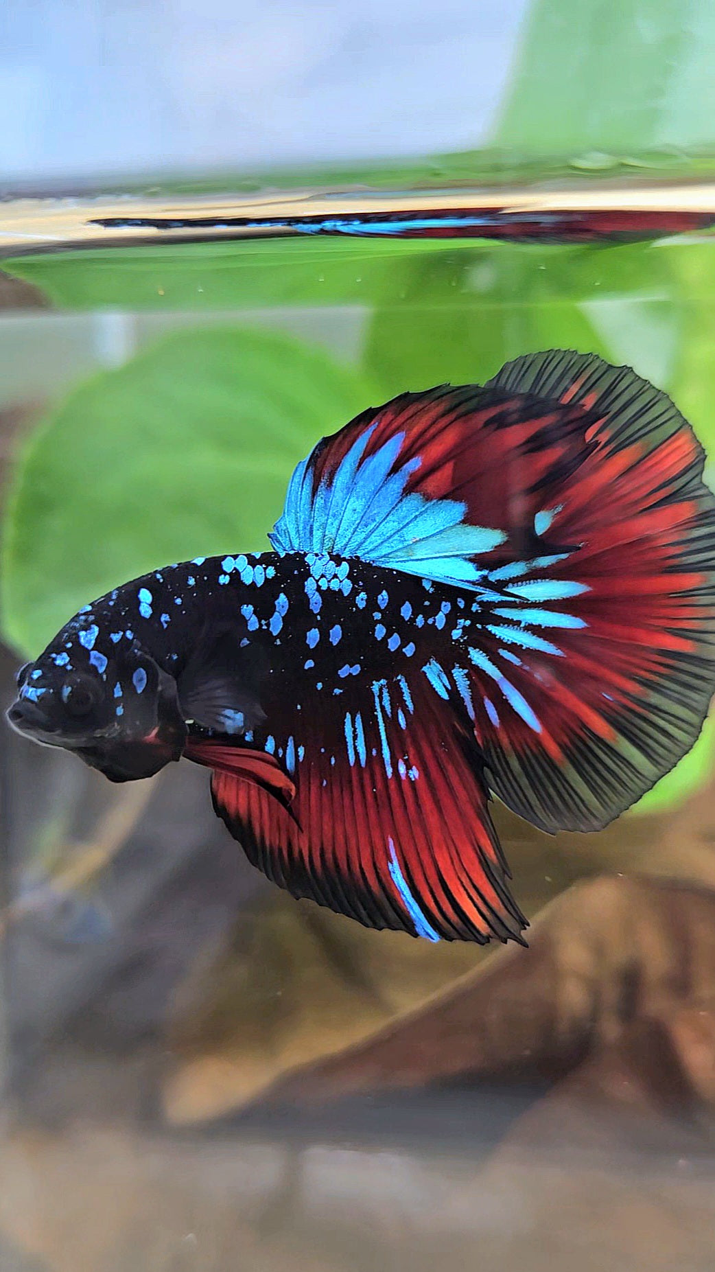HALFMOON BLACKSTAR GALAXY BLUE AVATAR RED VAMPIRE BETTA FISH