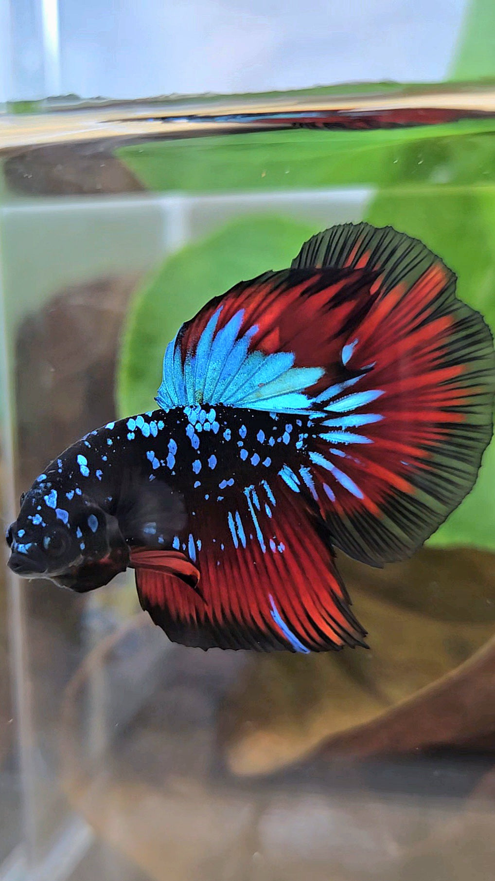 HALFMOON BLACKSTAR GALAXY BLUE AVATAR RED VAMPIRE BETTA FISH