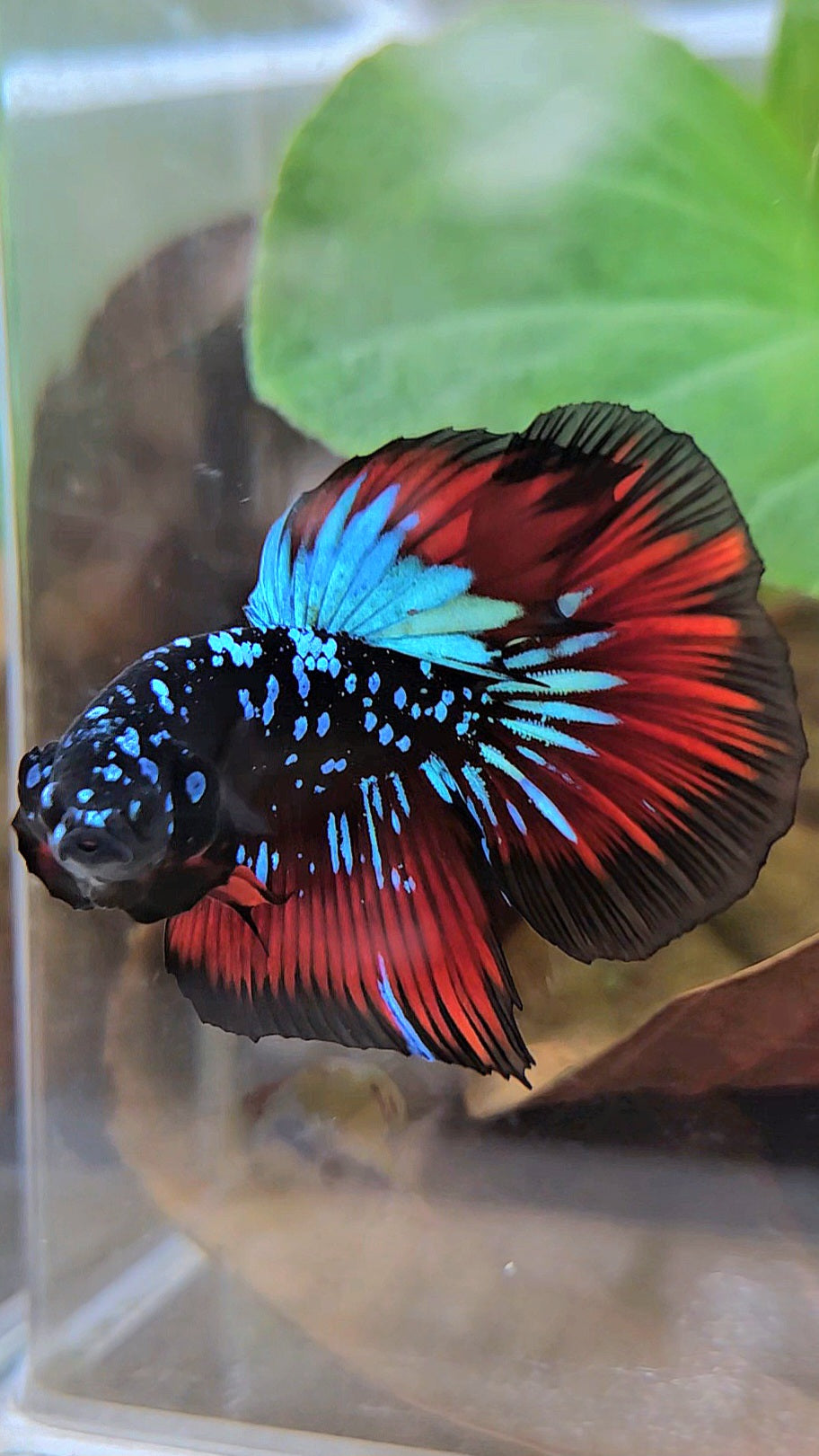 HALFMOON BLACKSTAR GALAXY BLUE AVATAR RED VAMPIRE BETTA FISH