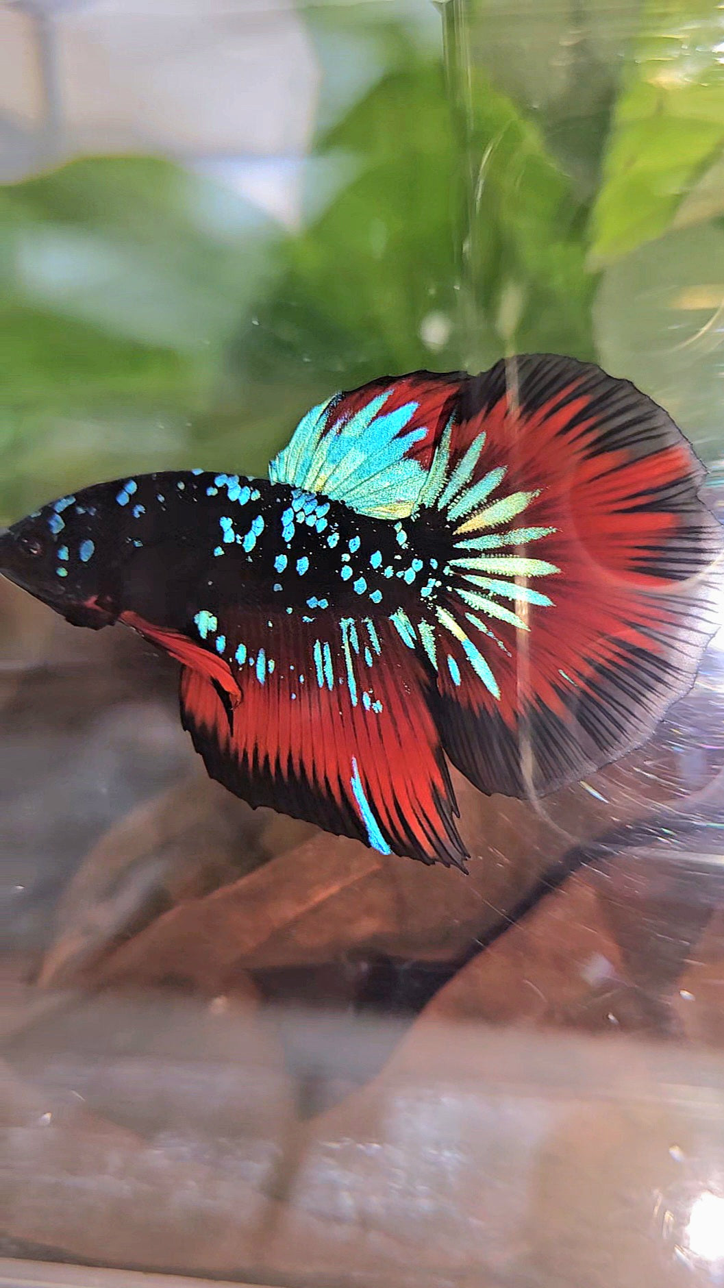 HALFMOON BLACKSTAR GALAXY BLUE AVATAR RED VAMPIRE BETTA FISH