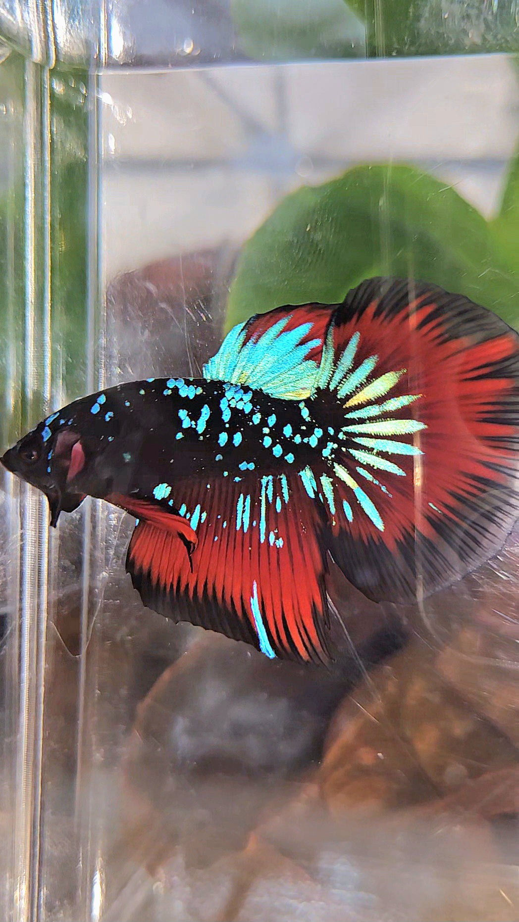 HALFMOON BLACKSTAR GALAXY BLUE AVATAR RED VAMPIRE BETTA FISH