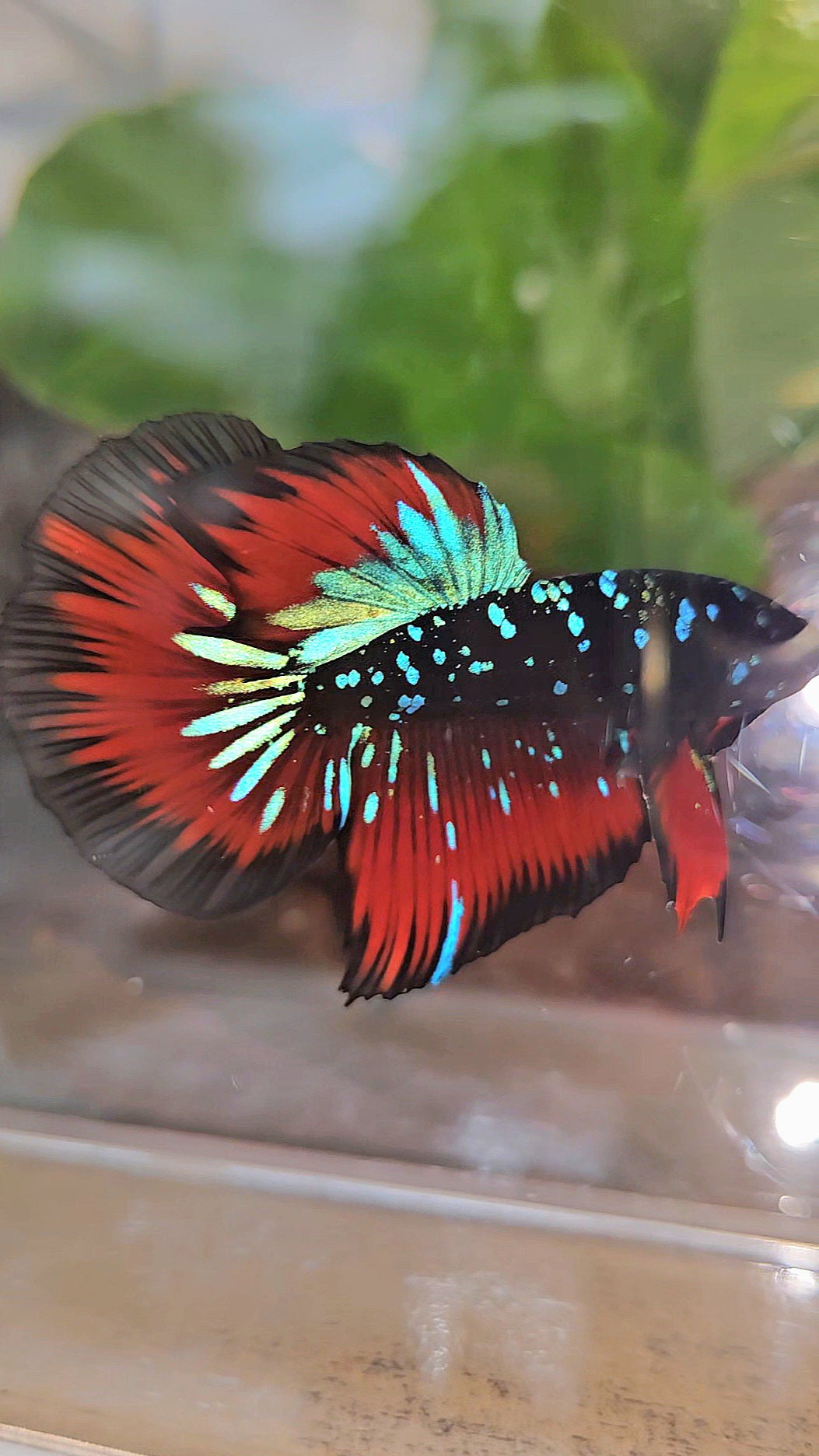 HALFMOON BLACKSTAR GALAXY BLUE AVATAR RED VAMPIRE BETTA FISH