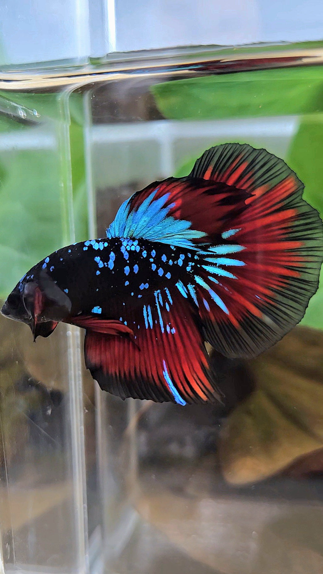 HALFMOON BLACKSTAR GALAXY BLUE AVATAR RED VAMPIRE BETTA FISH