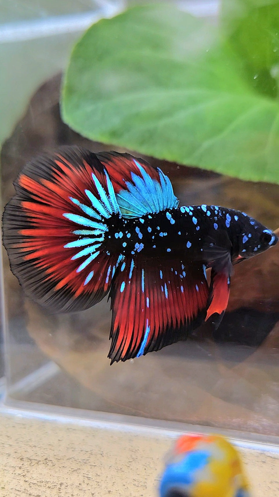 HALFMOON BLACKSTAR GALAXY BLUE AVATAR RED VAMPIRE BETTA FISH
