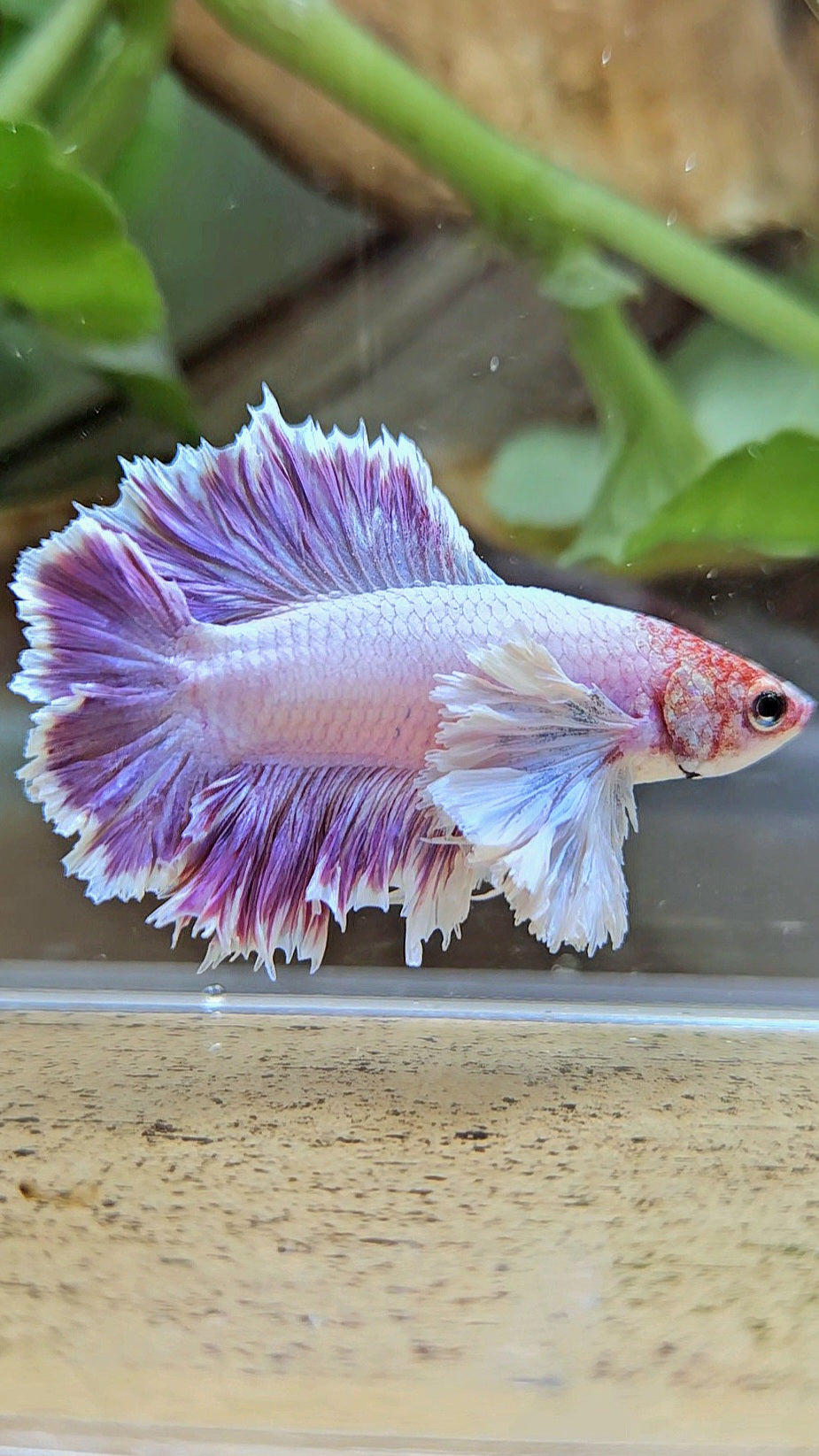 PLAKAT DUMBO EAR DOUBLE TAIL PURPLE BETTA FISH