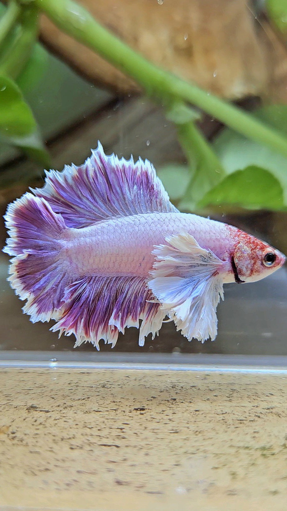 PLAKAT DUMBO EAR DOUBLE TAIL PURPLE BETTA FISH