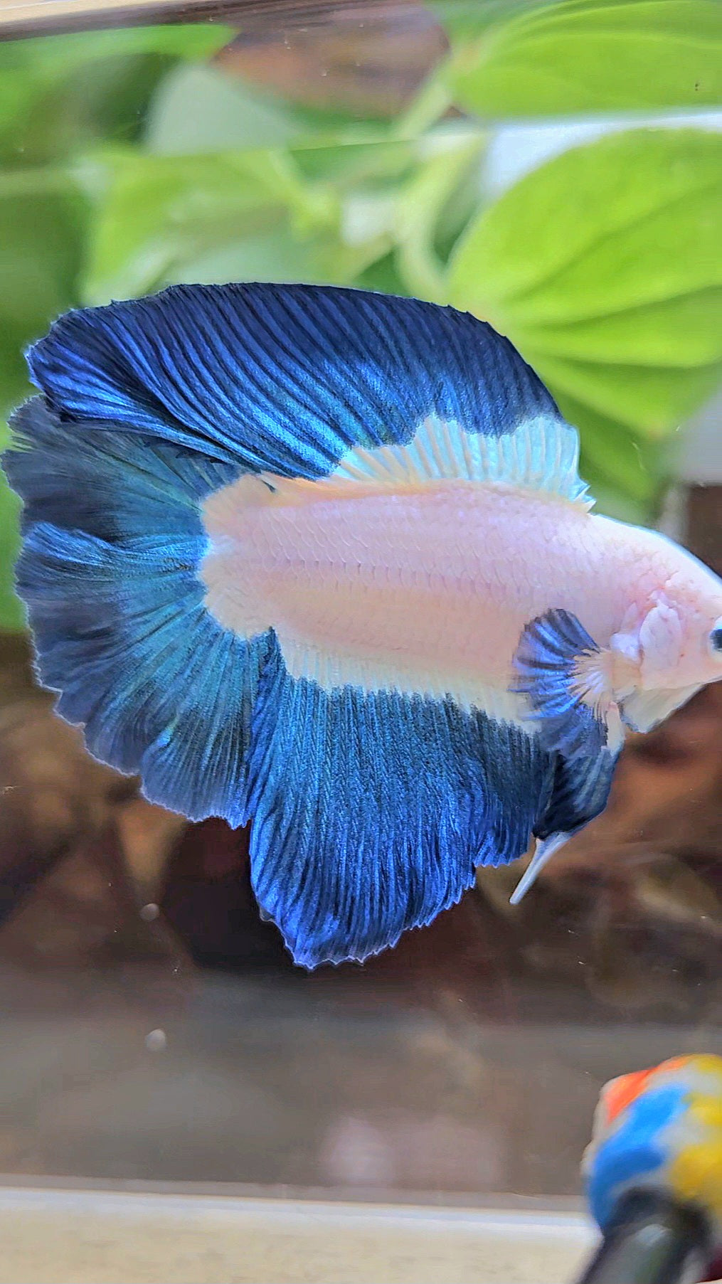 HALFMOON DOUBLE TAIL BLUE RIM BICOLOR BETTA FISH minus little wart on nose