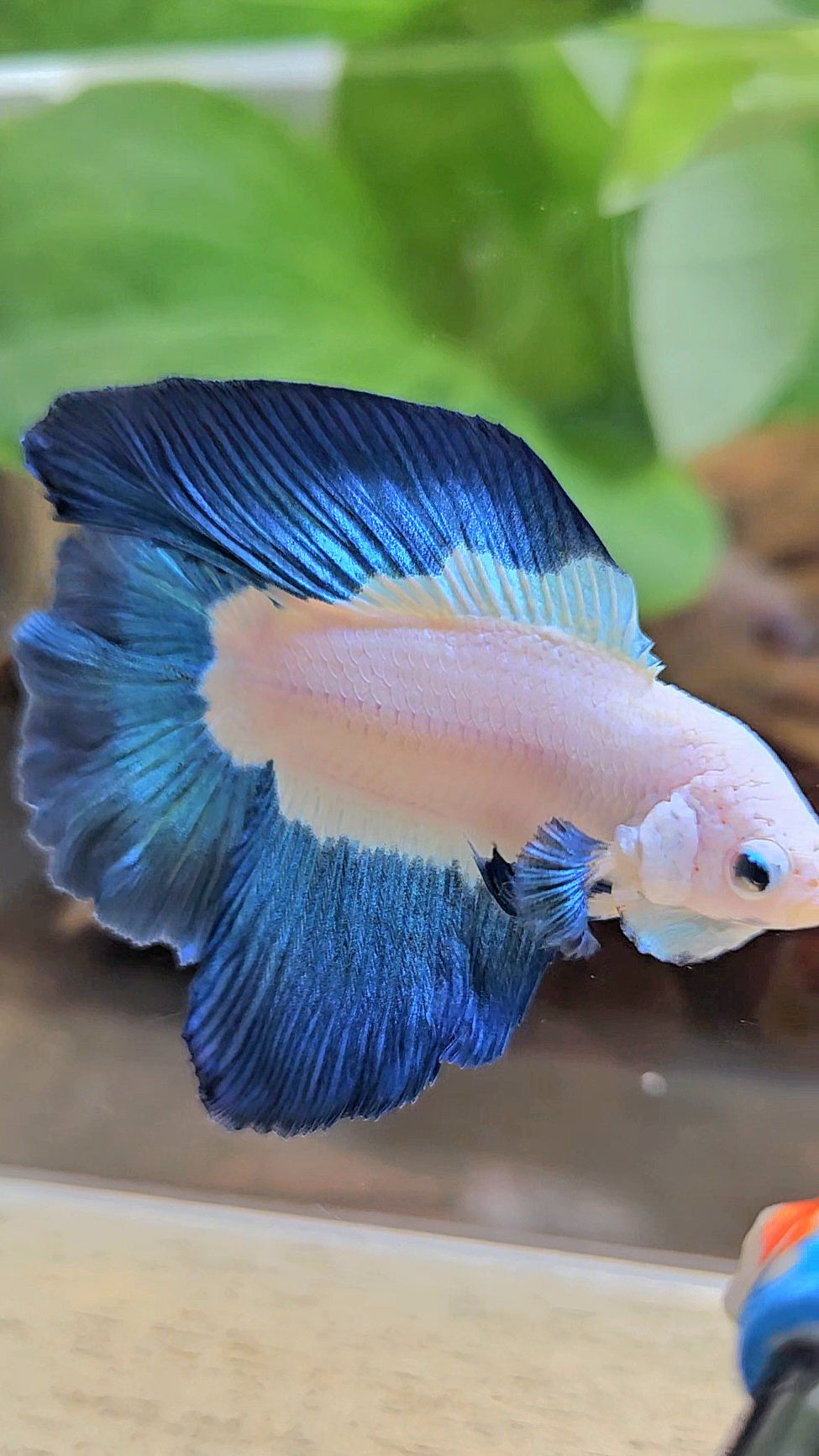 HALFMOON DOUBLE TAIL BLUE RIM BICOLOR BETTA FISH minus little wart on nose