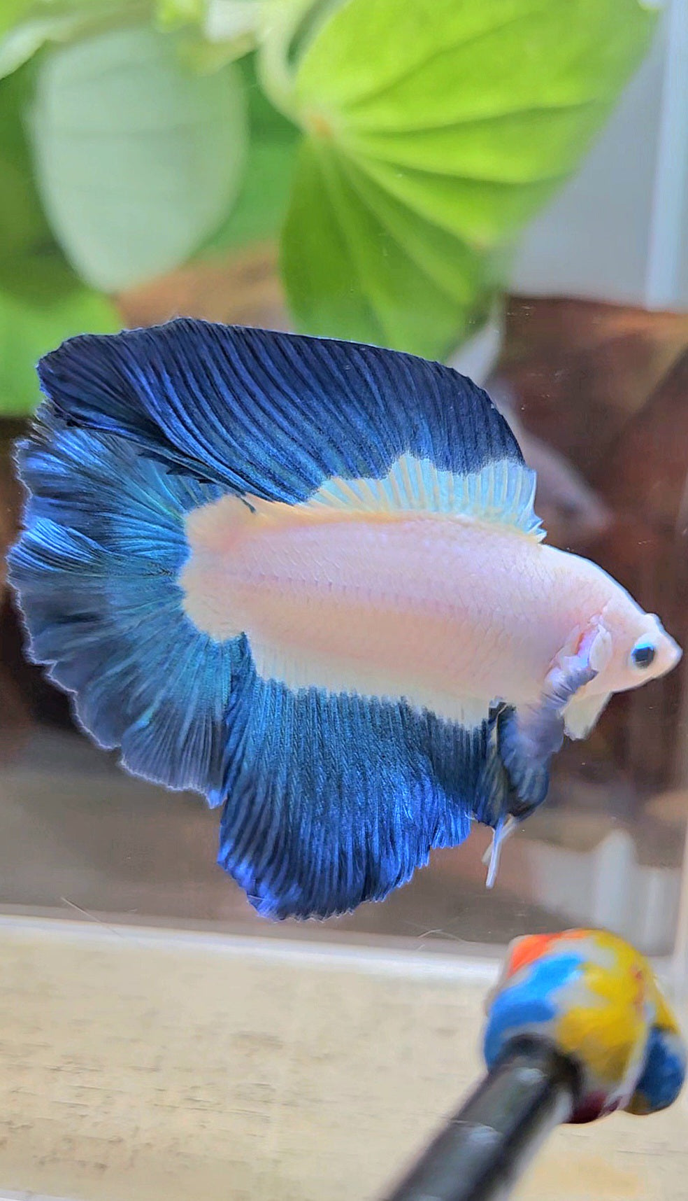 HALFMOON DOUBLE TAIL BLUE RIM BICOLOR BETTA FISH minus little wart on nose