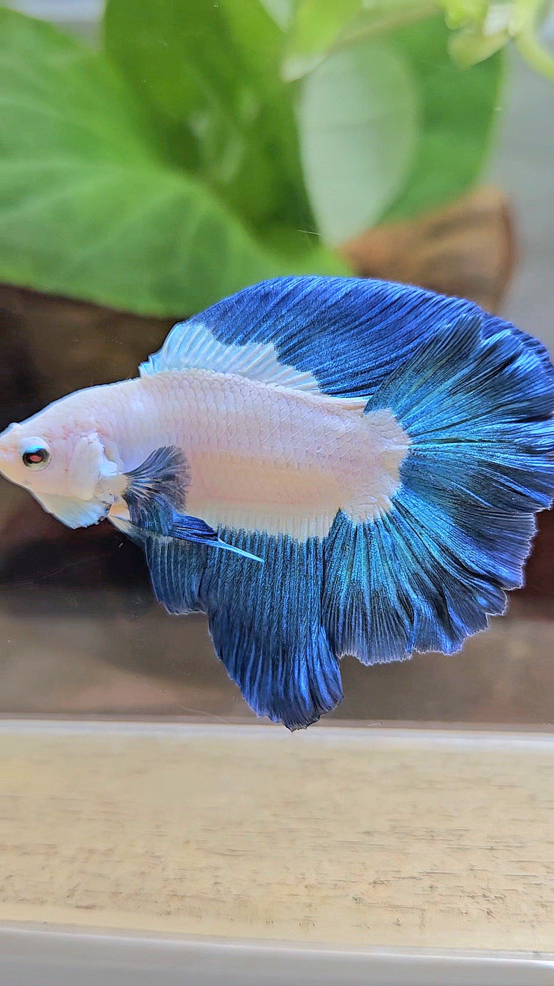 HALFMOON DOUBLE TAIL BLUE RIM BICOLOR BETTA FISH minus little wart on nose