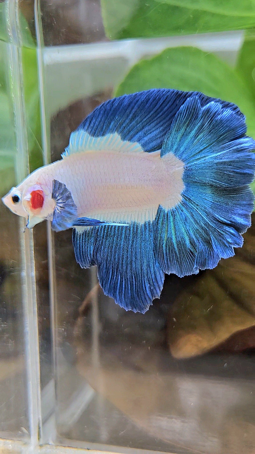 HALFMOON DOUBLE TAIL BLUE RIM BICOLOR BETTA FISH minus little wart on nose