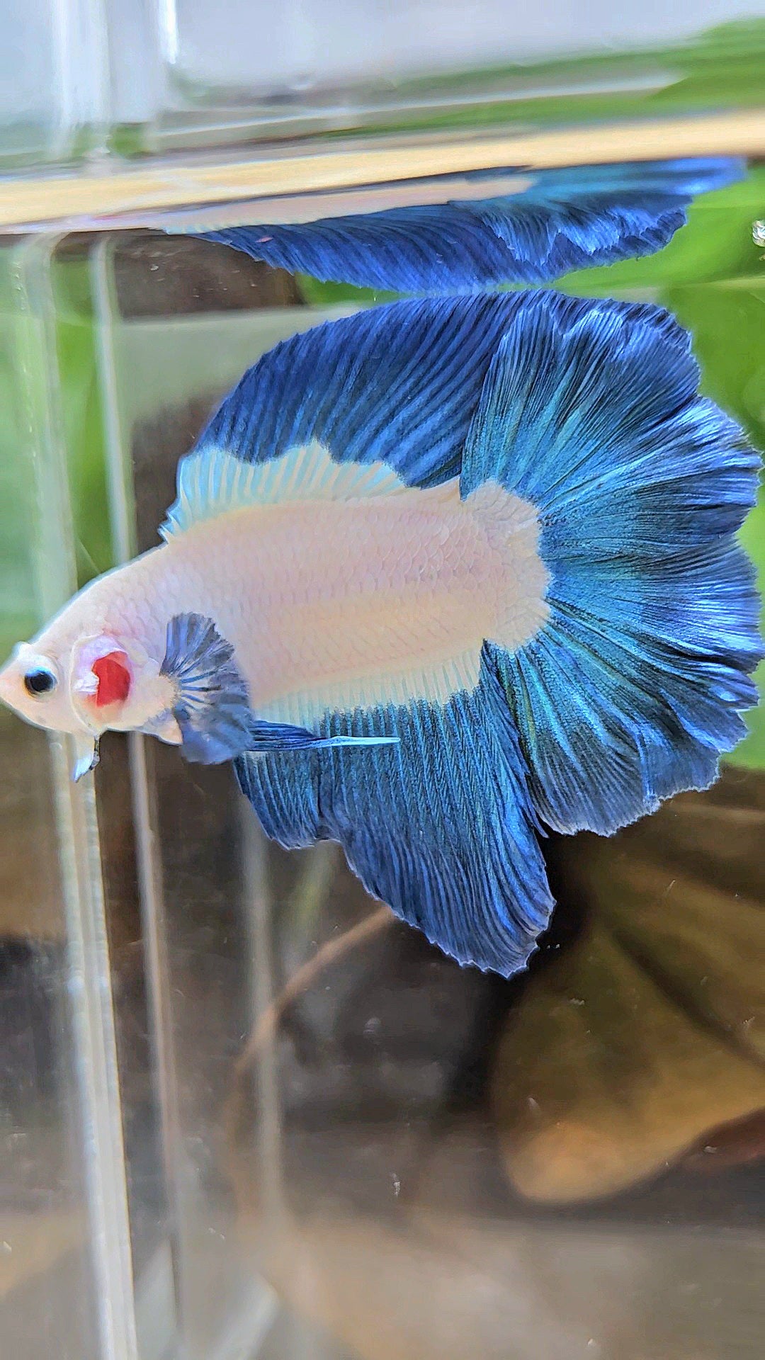HALFMOON DOUBLE TAIL BLUE RIM BICOLOR BETTA FISH minus little wart on nose