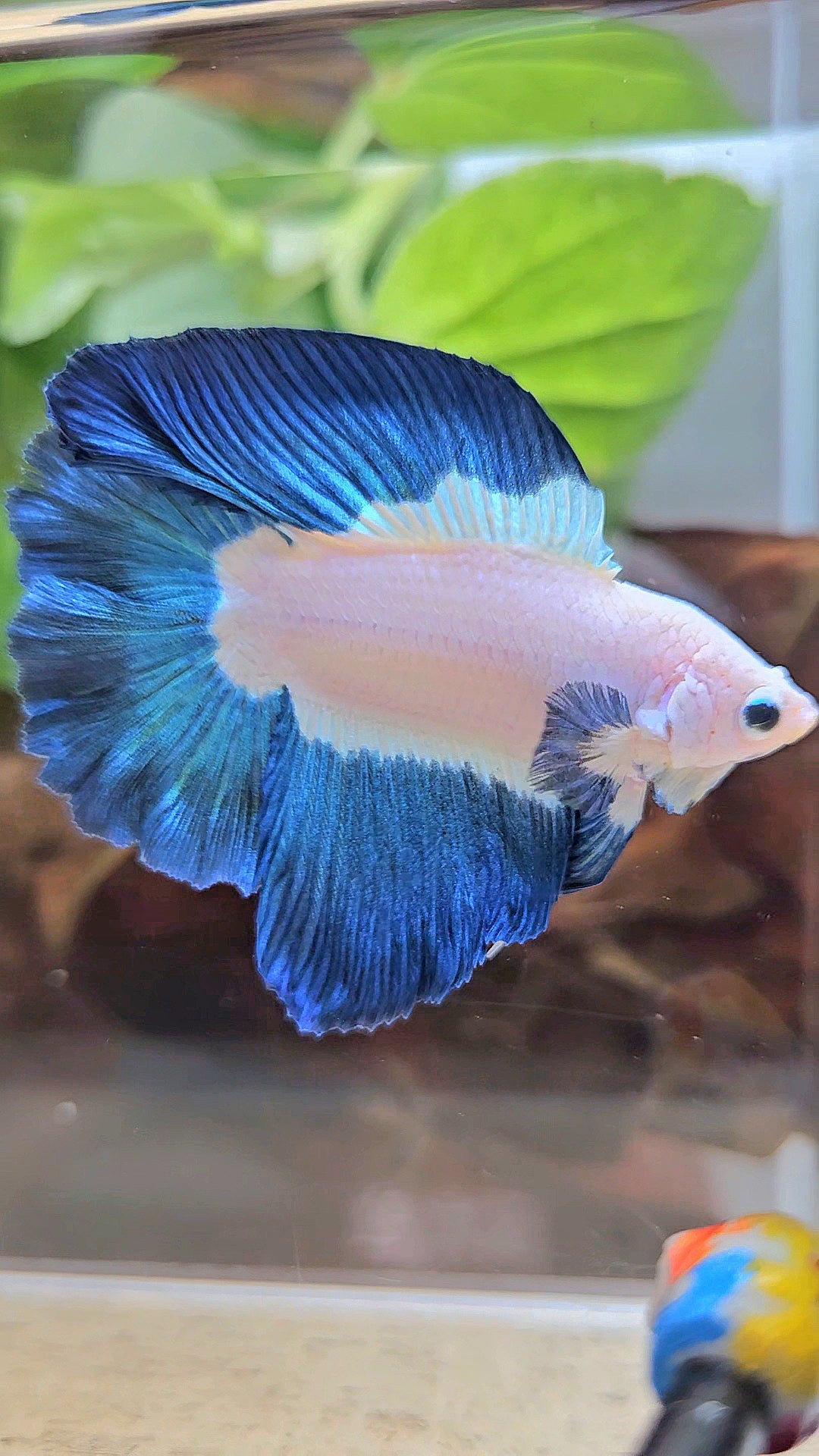 HALFMOON DOUBLE TAIL BLUE RIM BICOLOR BETTA FISH minus little wart on nose