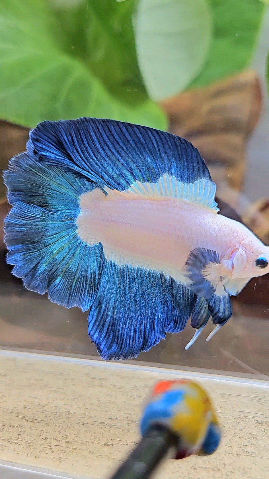 HALFMOON DOUBLE TAIL BLUE RIM BICOLOR BETTA FISH minus little wart on nose