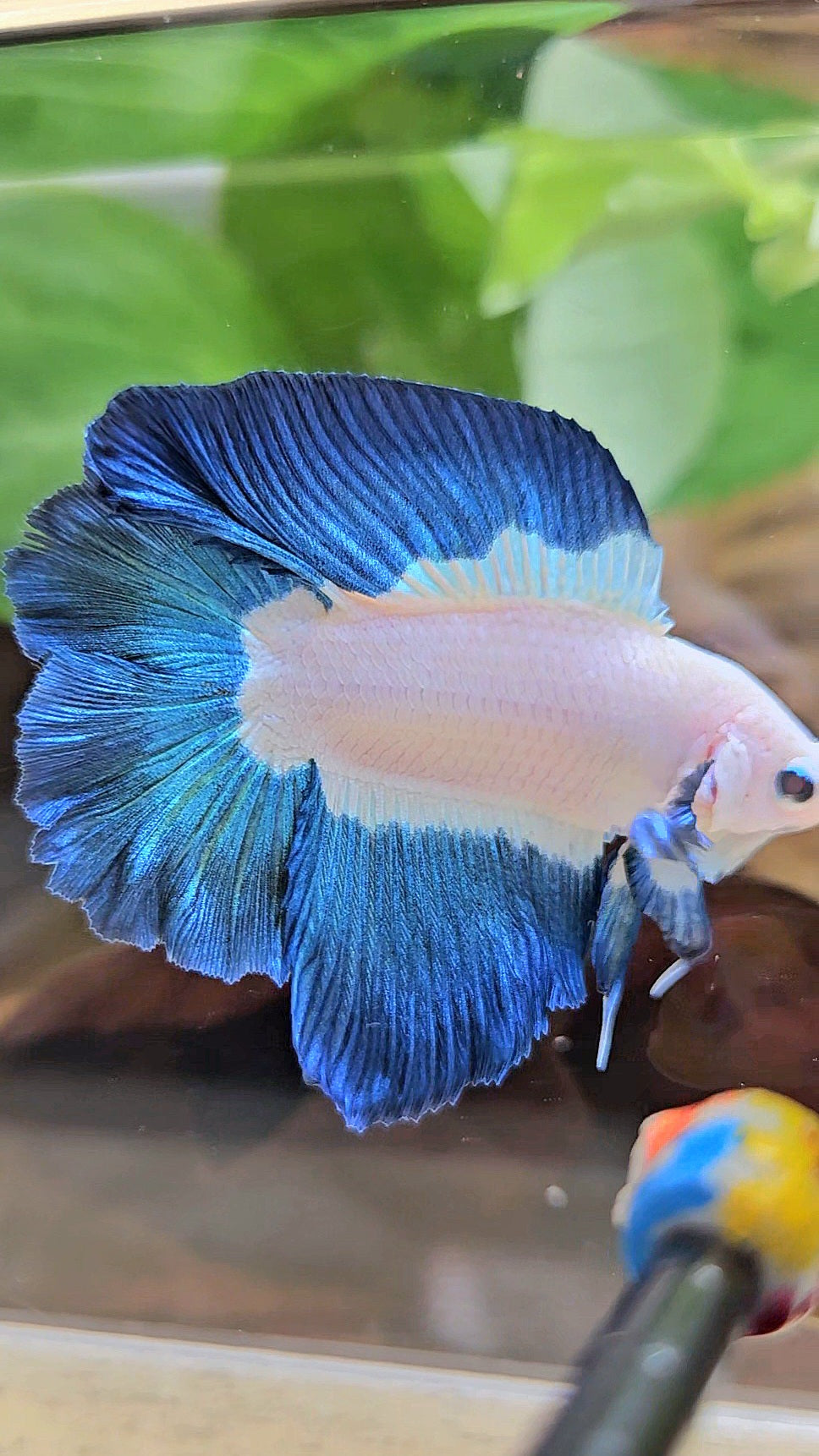 HALFMOON DOUBLE TAIL BLUE RIM BICOLOR BETTA FISH minus little wart on nose