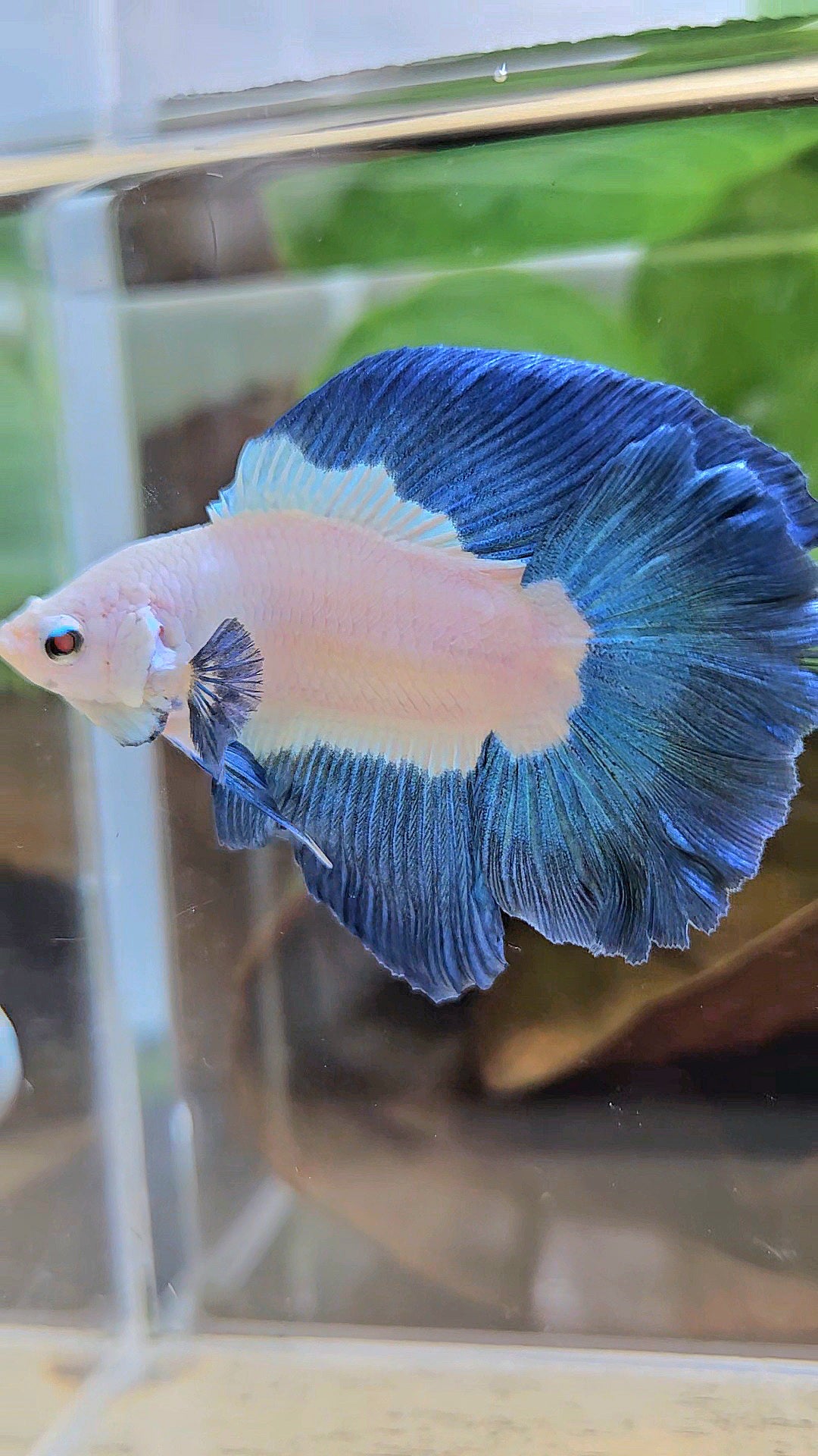 HALFMOON DOUBLE TAIL BLUE RIM BICOLOR BETTA FISH minus little wart on nose