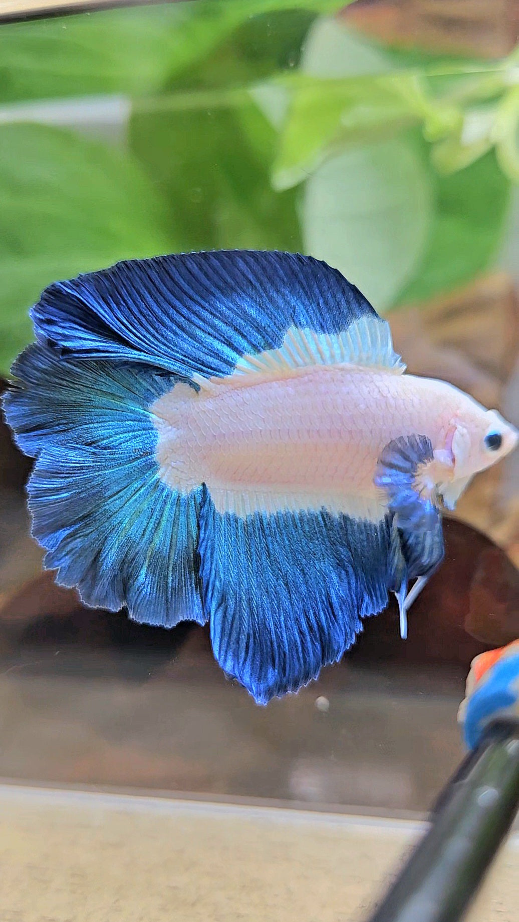HALFMOON DOUBLE TAIL BLUE RIM BICOLOR BETTA FISH minus little wart on nose