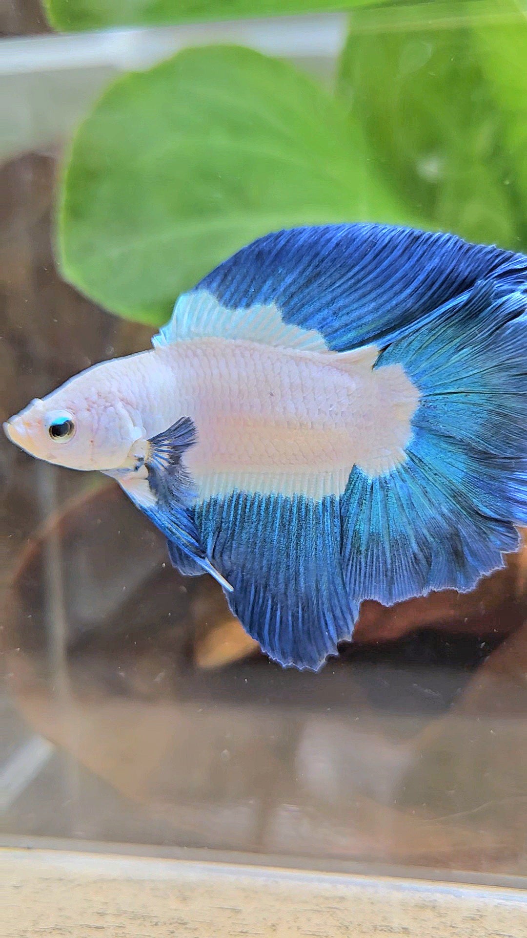HALFMOON DOUBLE TAIL BLUE RIM BICOLOR BETTA FISH minus little wart on nose