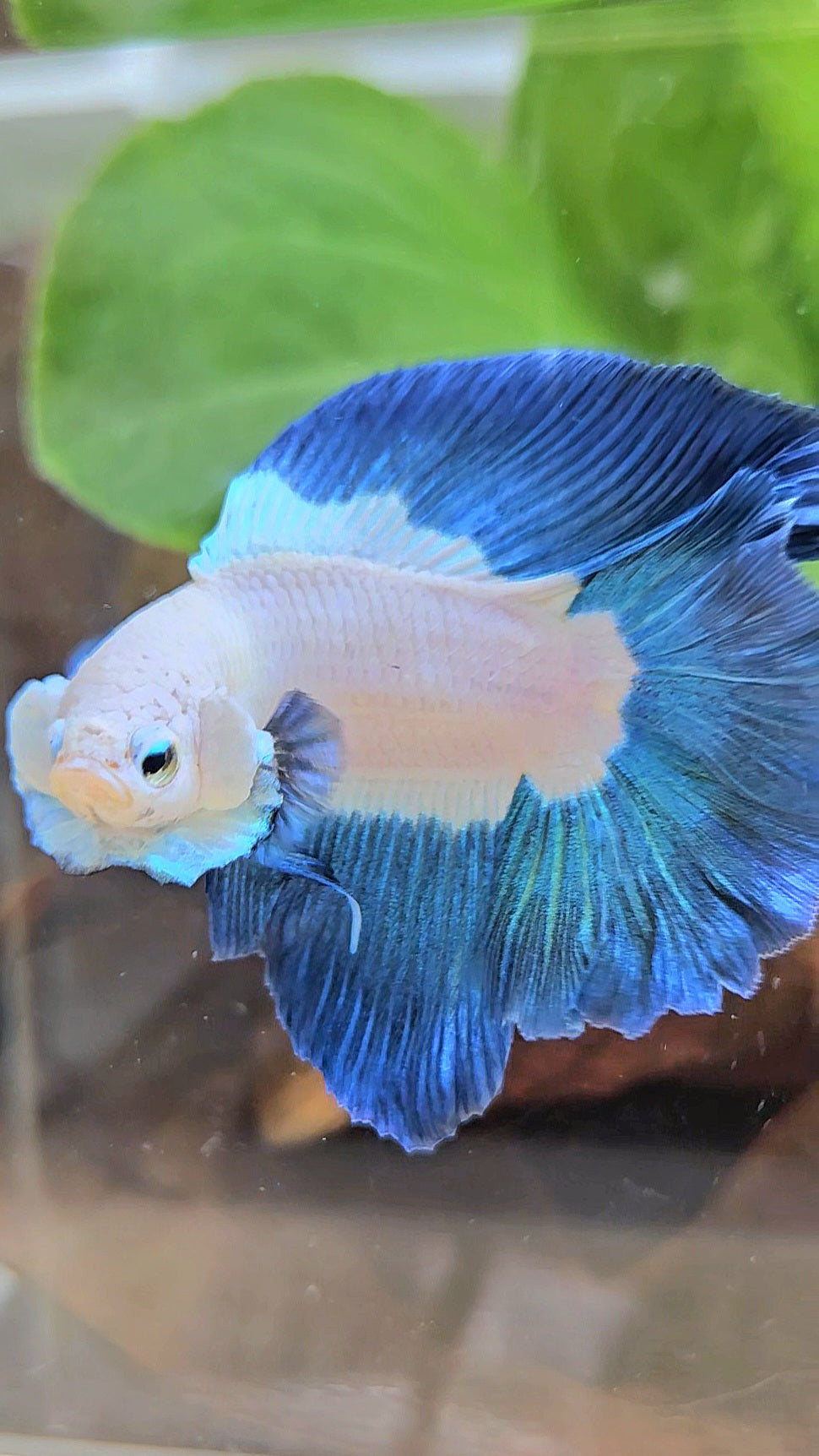 HALFMOON DOUBLE TAIL BLUE RIM BICOLOR BETTA FISH minus little wart on nose