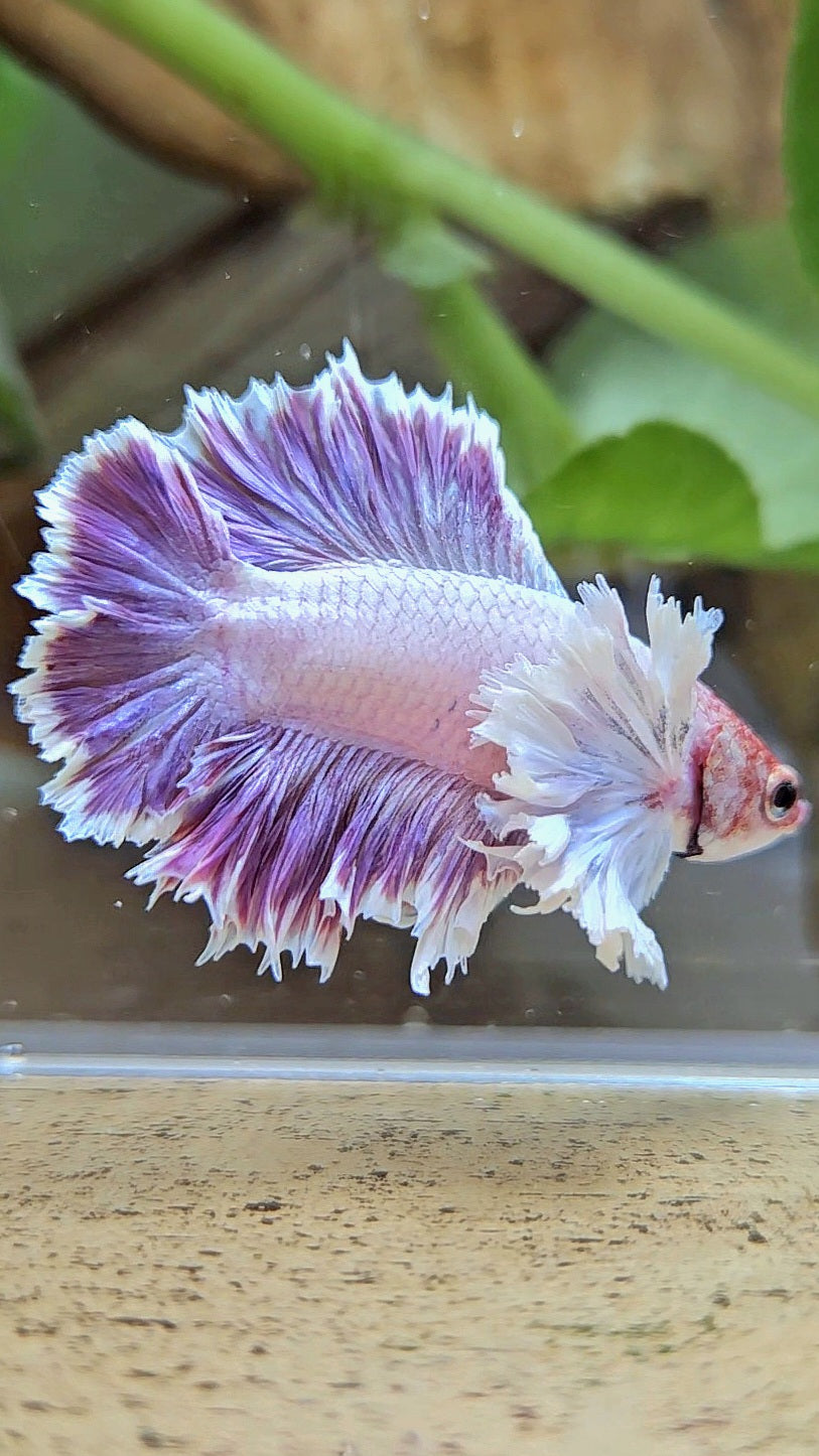 PLAKAT DUMBO EAR DOUBLE TAIL PURPLE BETTA FISH
