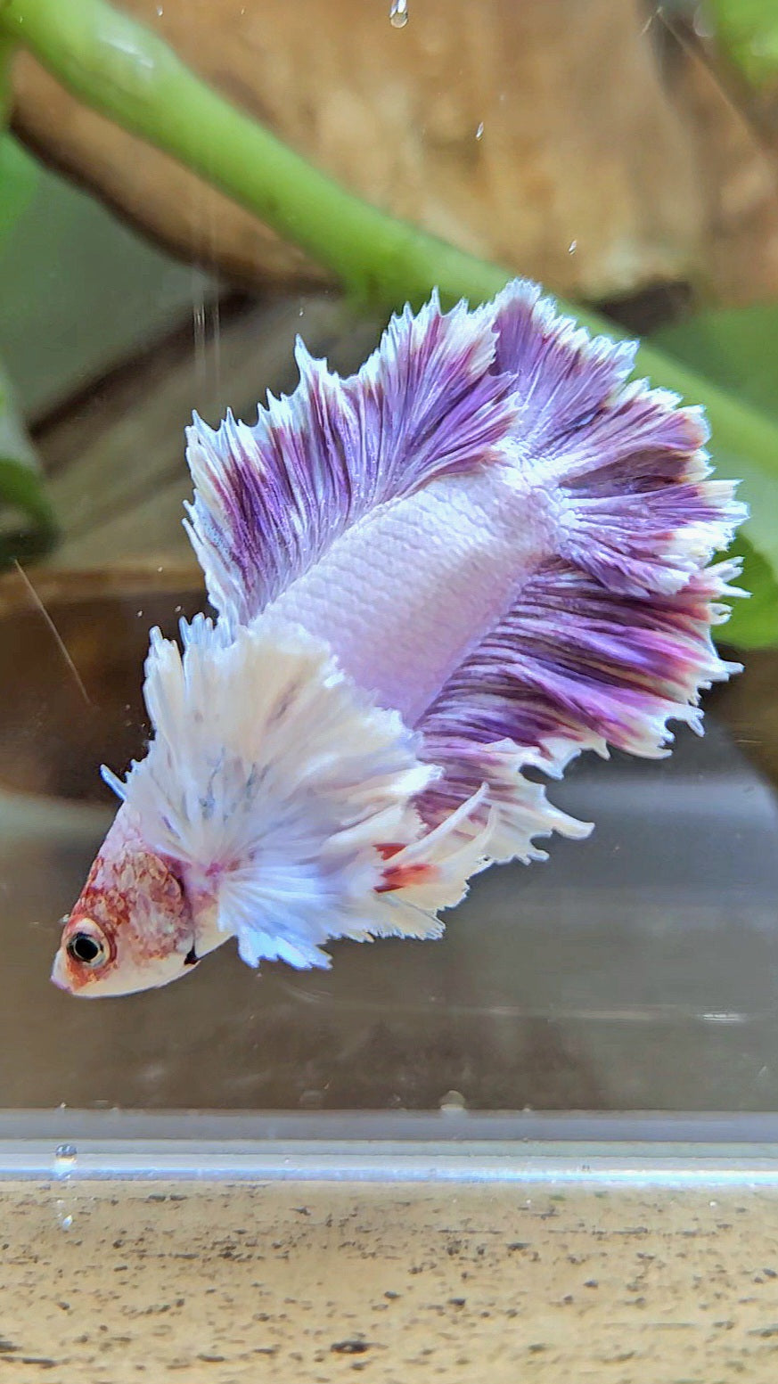 PLAKAT DUMBO EAR DOUBLE TAIL PURPLE BETTA FISH